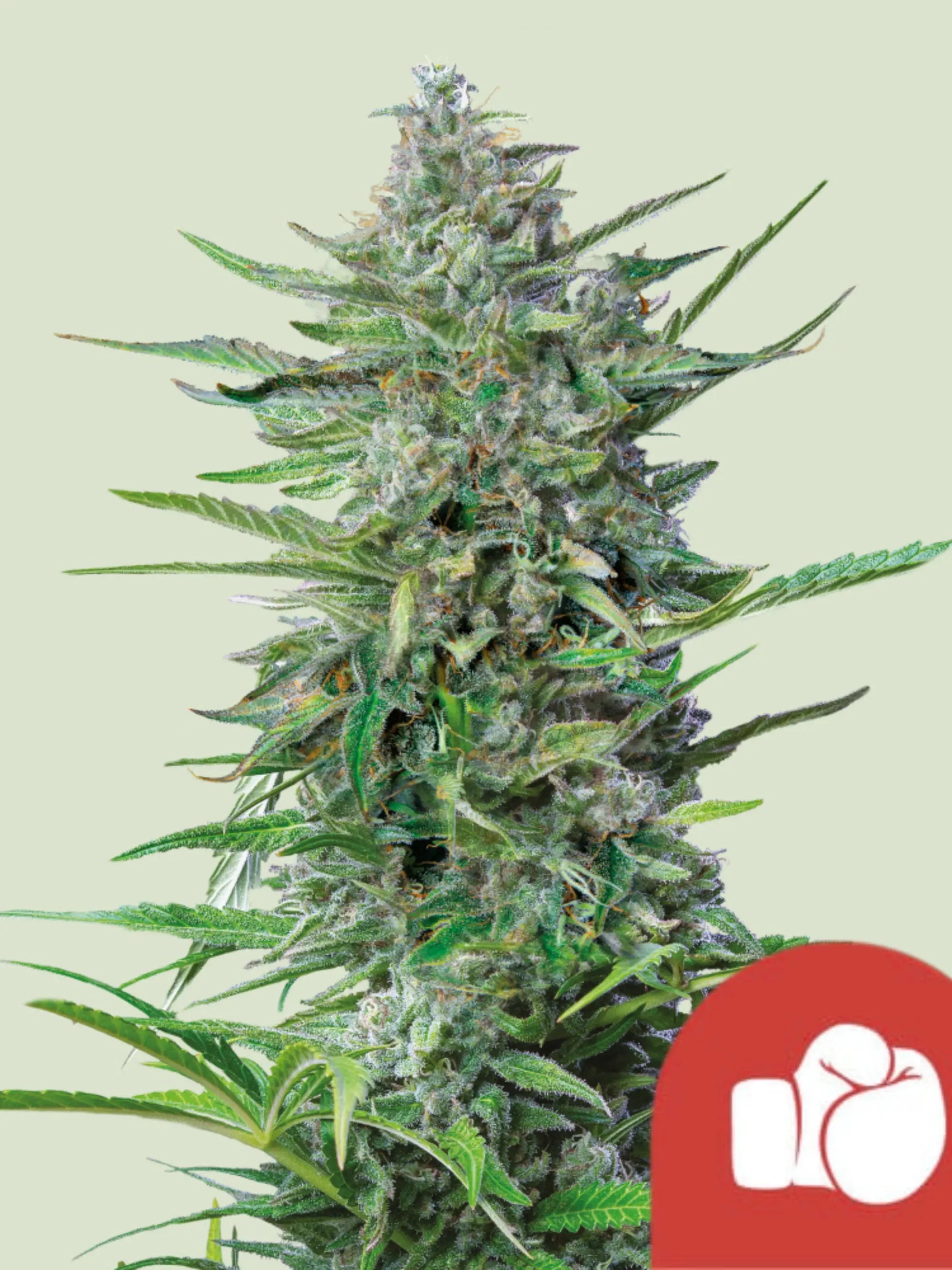 Purple Punch Cannabissamen von Royal Queen Seeds, violette Indica-Genetik mit süßem Dessert-Aroma