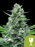 Royal Critical Auto von Royal Queen Seeds – Critical × Ruderalis, kompakte Autoflower mit süß-würzigem Aroma und ca. 14 % THC