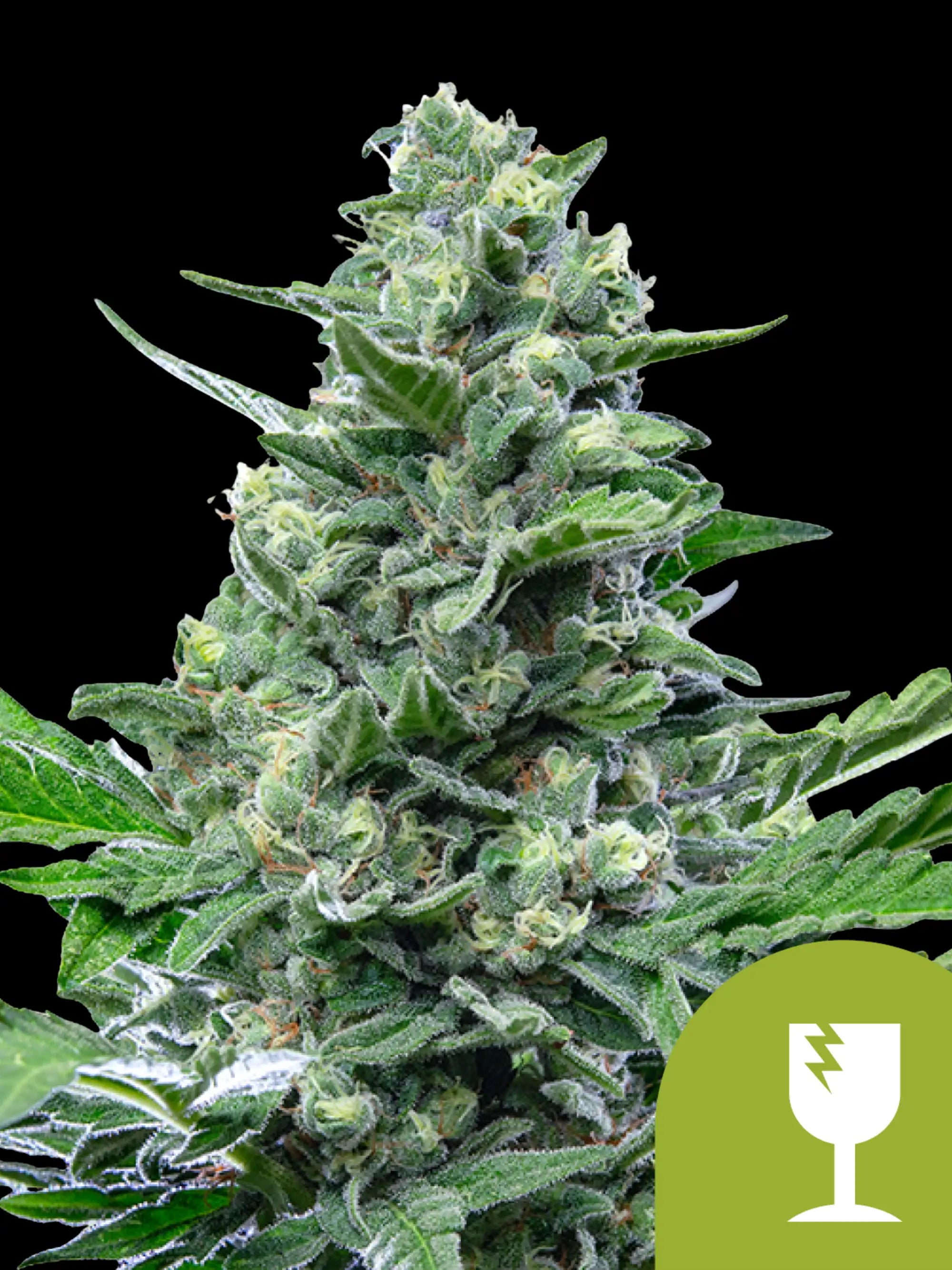 Royal Critical Auto von Royal Queen Seeds – Critical × Ruderalis, kompakte Autoflower mit süß-würzigem Aroma und ca. 14 % THC