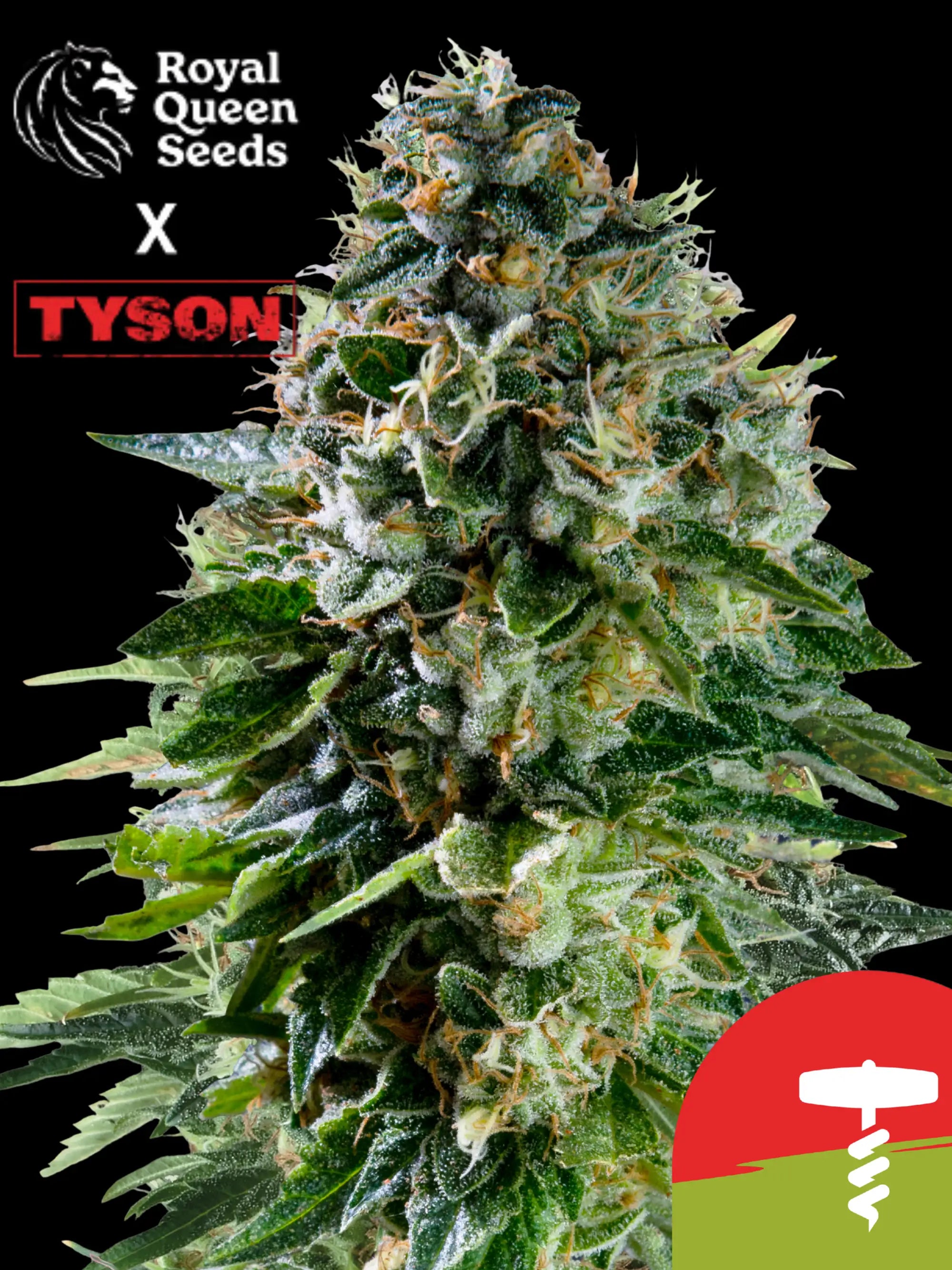 Corkscrew Auto Cannabis-Sorte von Royal Queen Seeds x Tyson 2.0 – Cherry Pie Auto × Tangie Kreuzung, 19 % THC, süß-fruchtig, kompakt und ertragreich