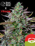 Royal Queen Seeds GOAT’lato Auto – Gelato 44 × Cookies Auto Hybrid, süß-fruchtiger Cookie-Geschmack, kompakt, harzreich und ertragstark