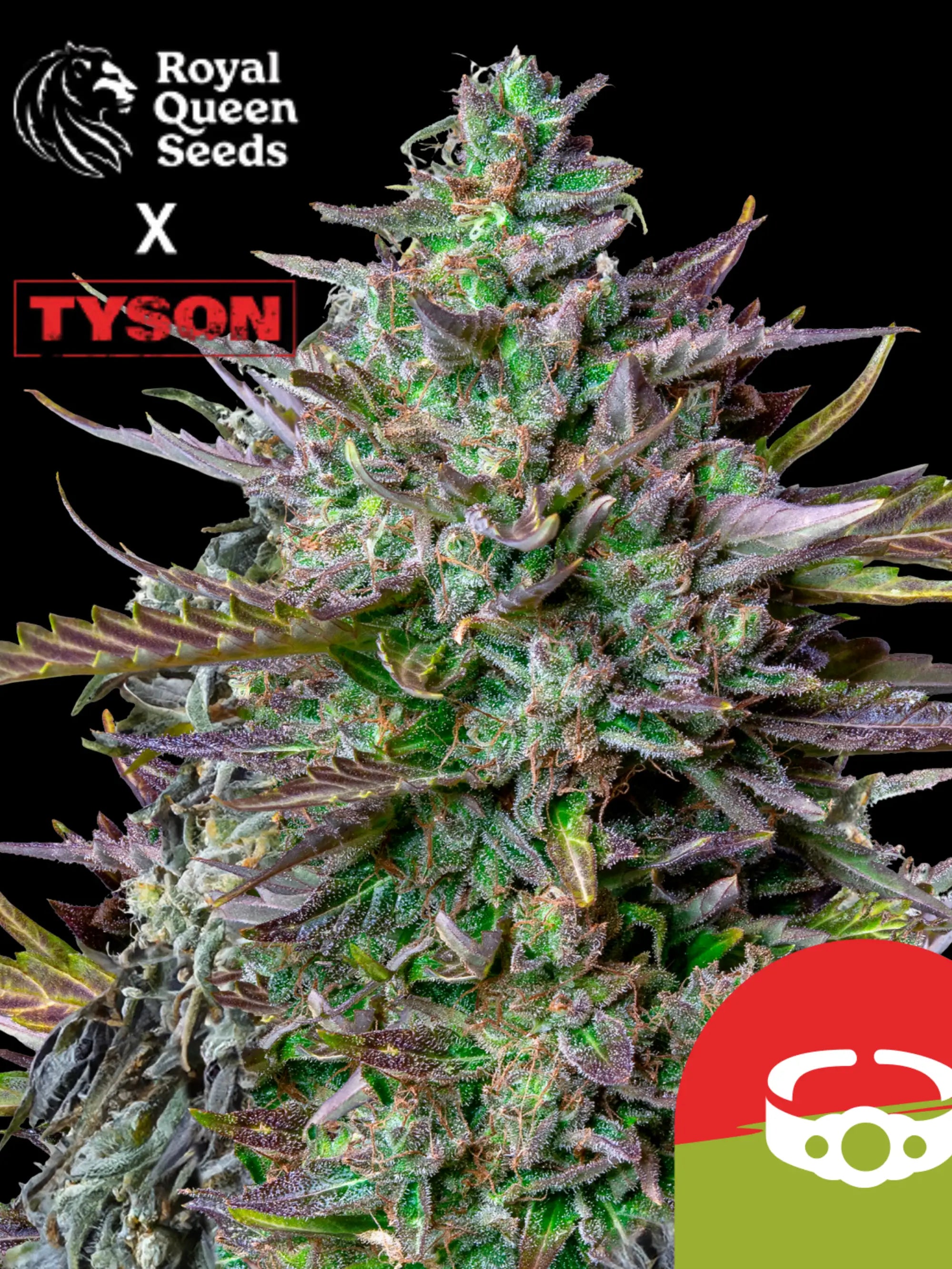 Royal Queen Seeds GOAT’lato Auto – Gelato 44 × Cookies Auto Hybrid, süß-fruchtiger Cookie-Geschmack, kompakt, harzreich und ertragstark