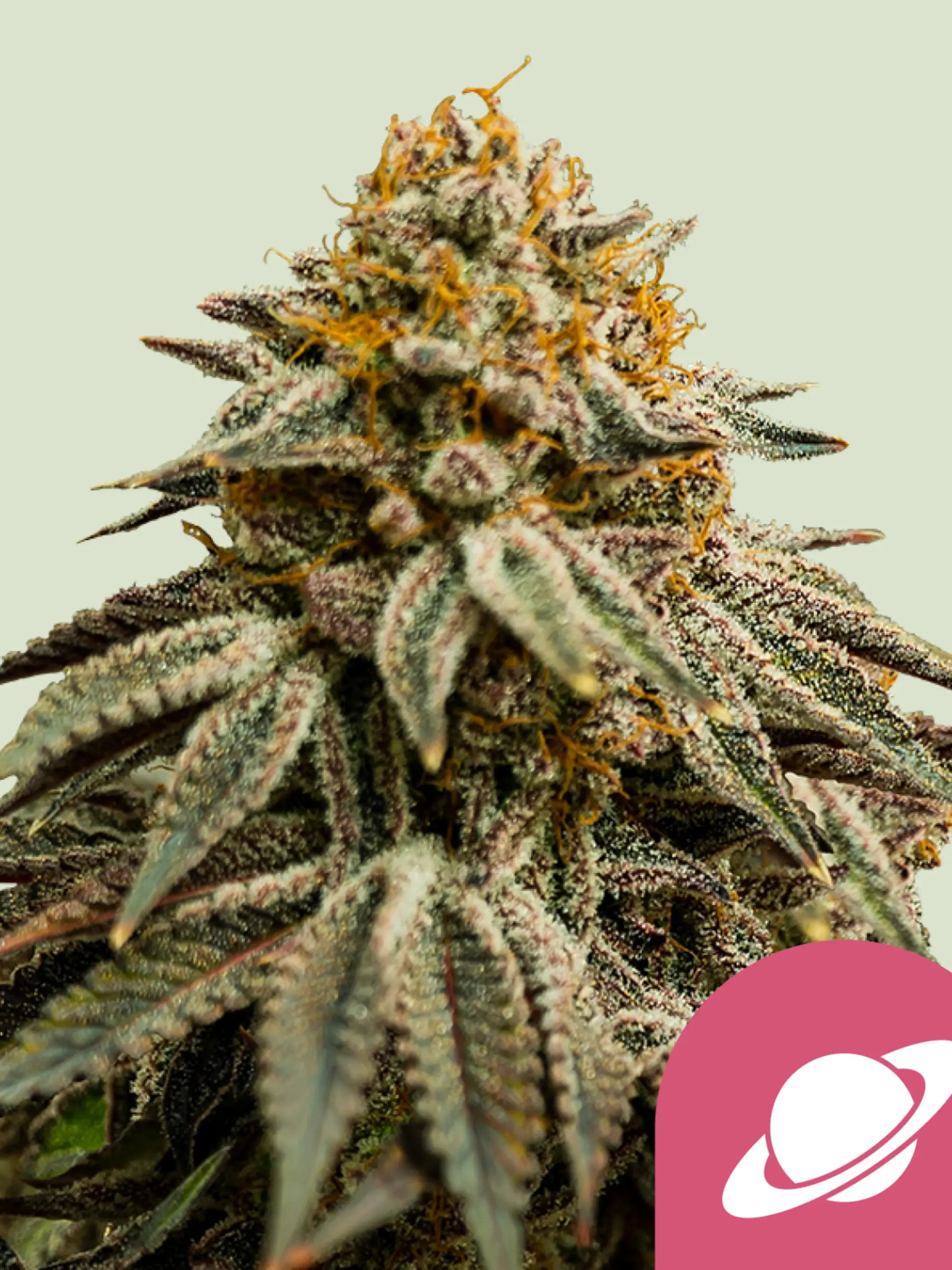 Royal Skywalker Cannabissamen von Royal Queen Seeds, indica-dominierter Blueberry x Mazar Hybrid mit hohem THC-Gehalt