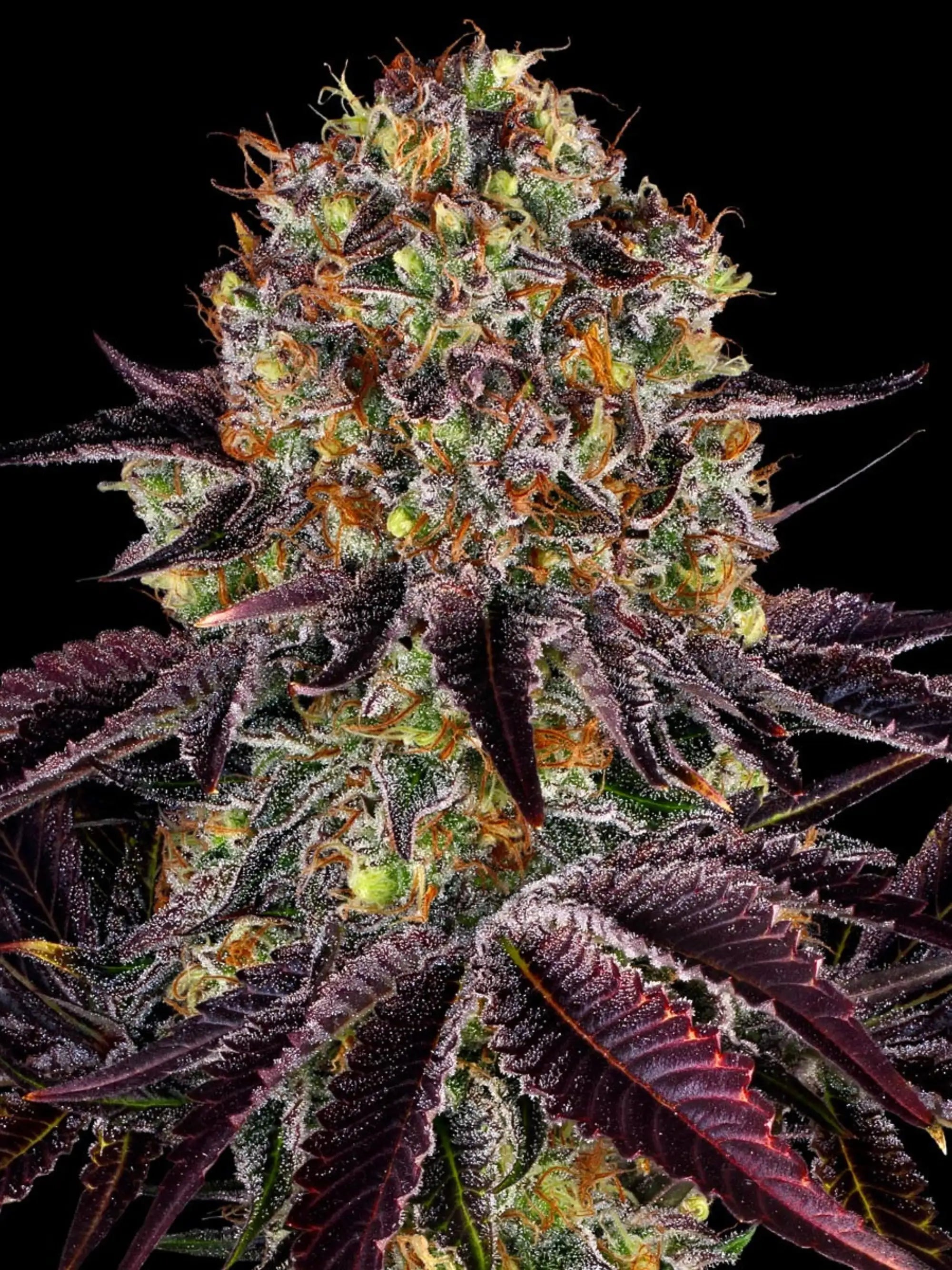 Barney’s Farm Runtz × Layer Cake feminisierte Cannabissamen – Sativa-dominanter Hybrid mit tropisch-fruchtigem Dessertaroma, hoher Potenz bis 27 %, kompakter Wuchs und massiver Harzproduktion