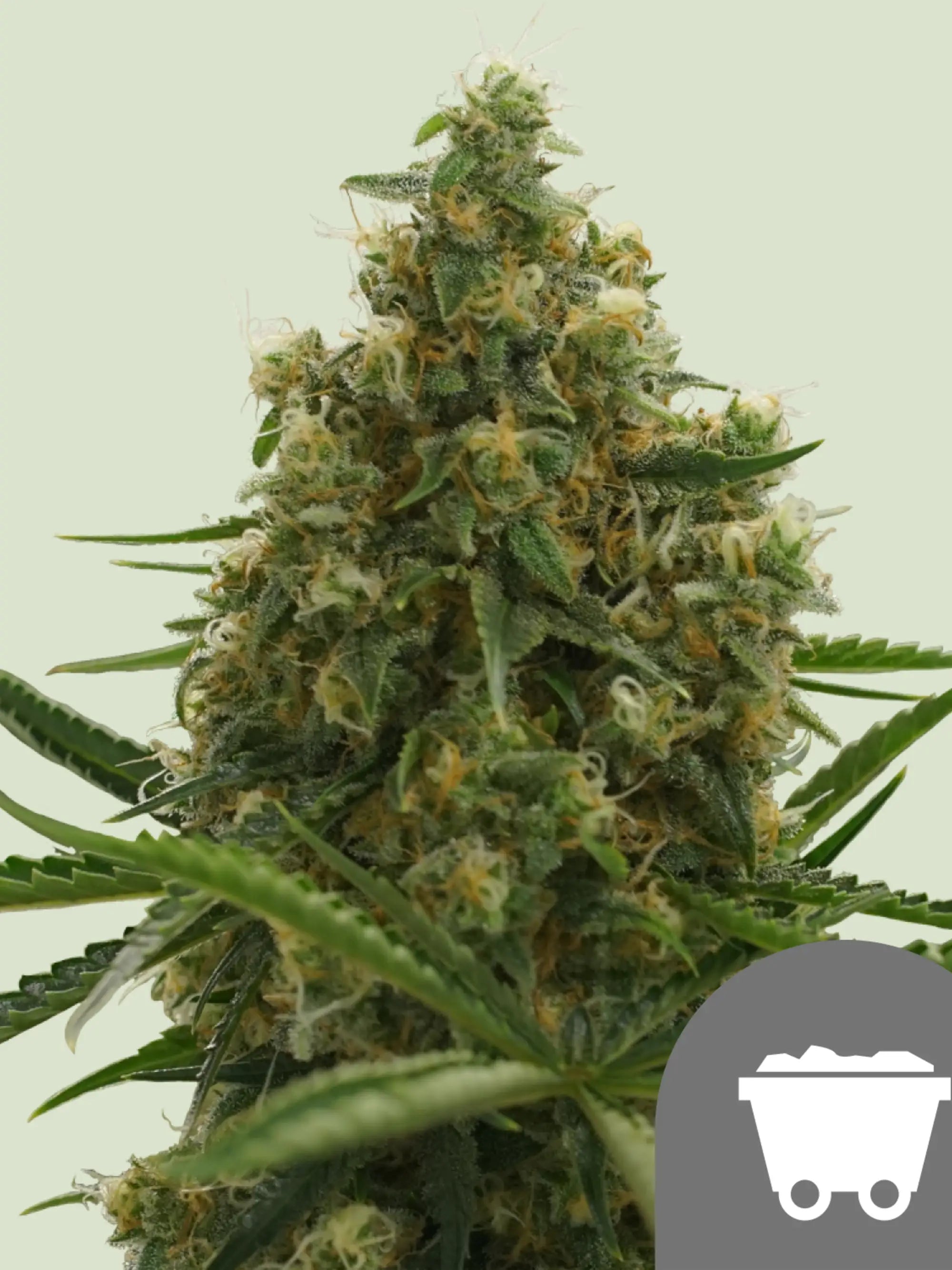 Shining Silver Haze regulär – klassische Haze-Genetik mit kräftigem Wuchs und typischer Blütenstruktur.