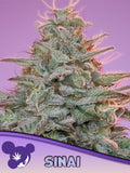 Sinai Cannabissamen – reine Sativa-Landrasse von der Sinai-Halbinsel mit würzig-erdigem Aroma und klarer, kreativer Wirkung.