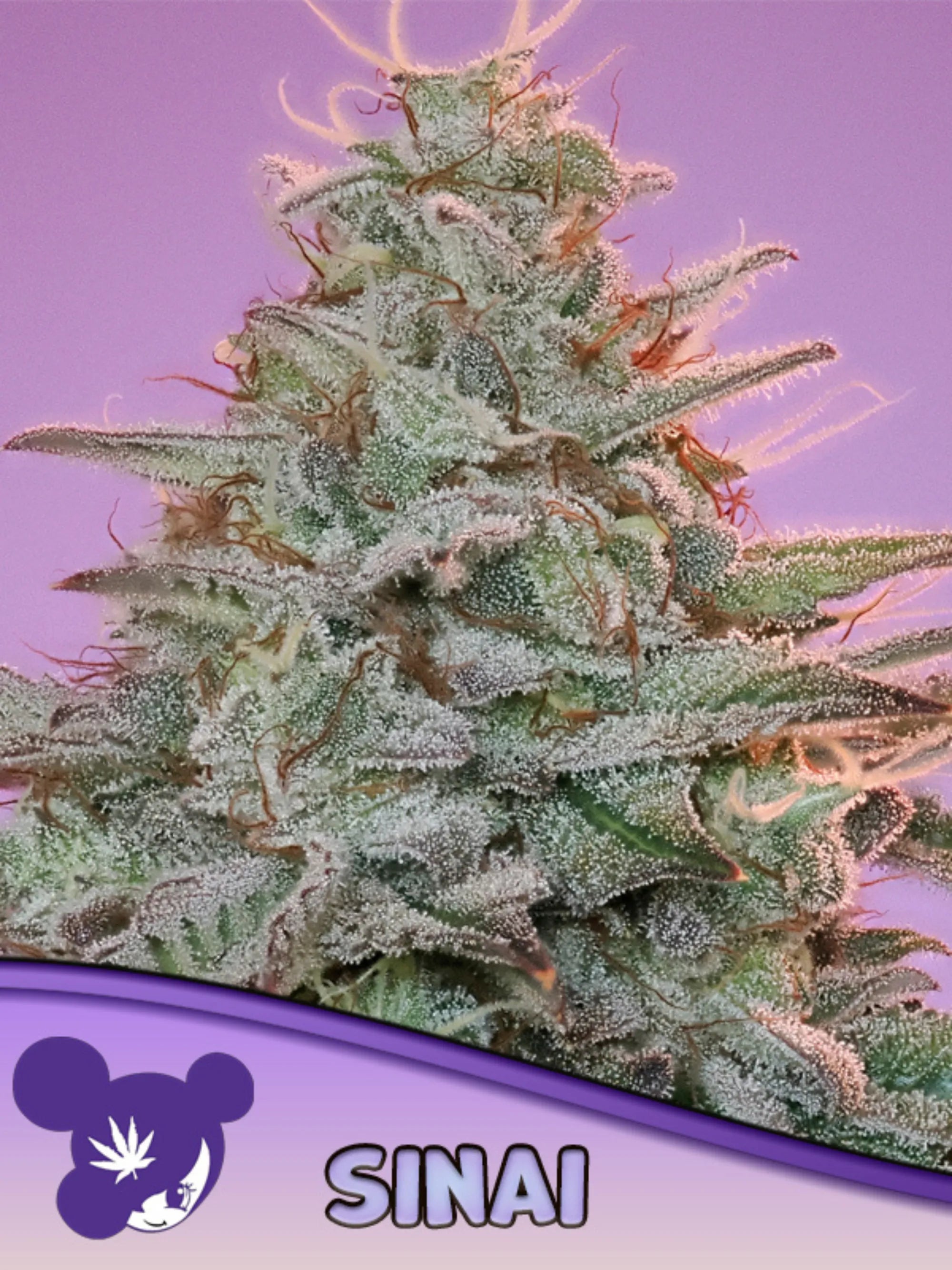 Sinai Cannabissamen – reine Sativa-Landrasse von der Sinai-Halbinsel mit würzig-erdigem Aroma und klarer, kreativer Wirkung.