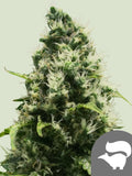 Skunk XL Regulär von Royal Queen Seeds – robuste Skunk-Genetik mit kräftigem Wachstum und dichten Blüten