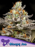 Sleepy Joe® – feminisierte Sammlersamen von Anesia Seeds mit indicadominanter Hybridgenetik