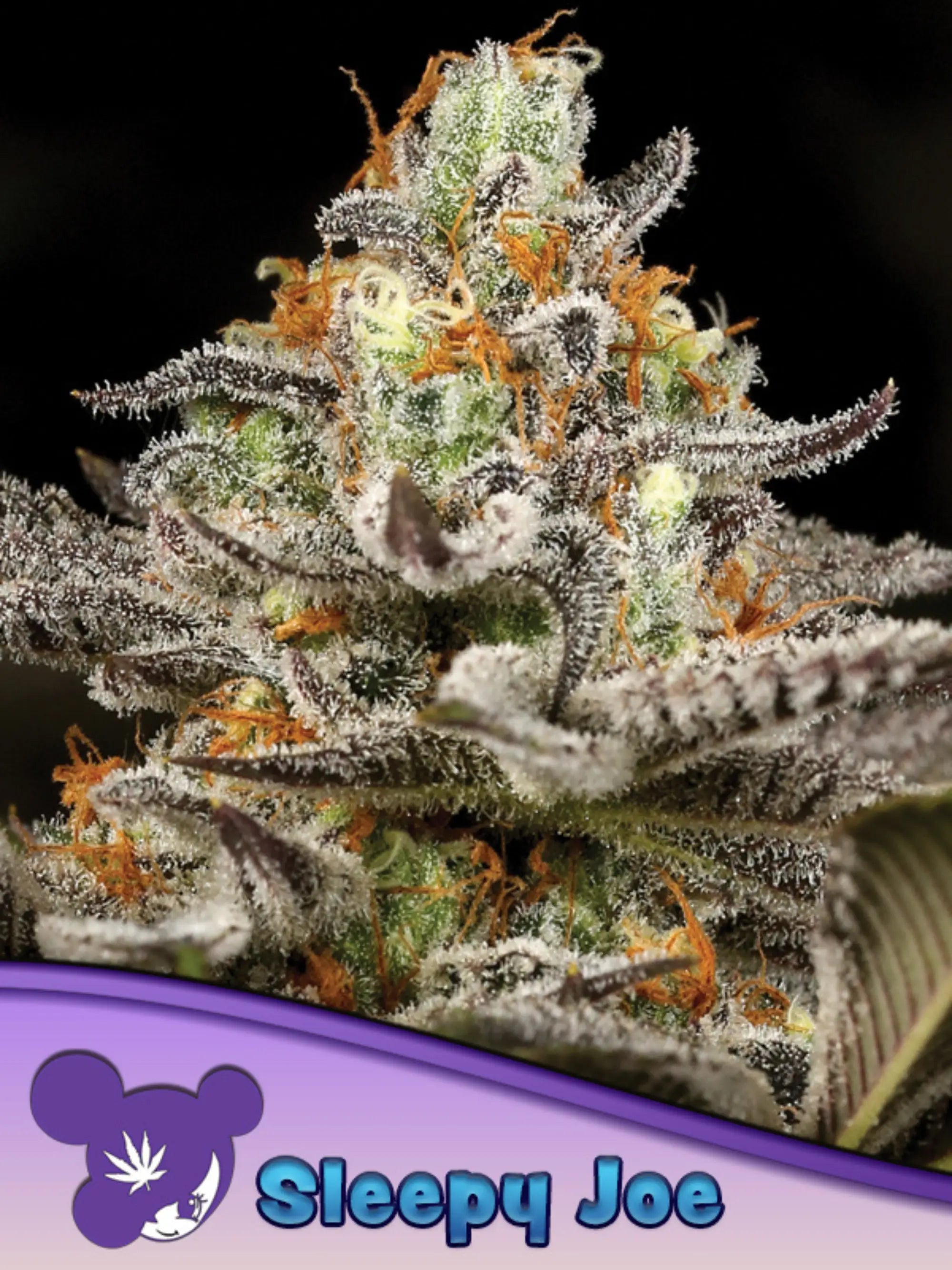 Sleepy Joe® – feminisierte Sammlersamen von Anesia Seeds mit indicadominanter Hybridgenetik