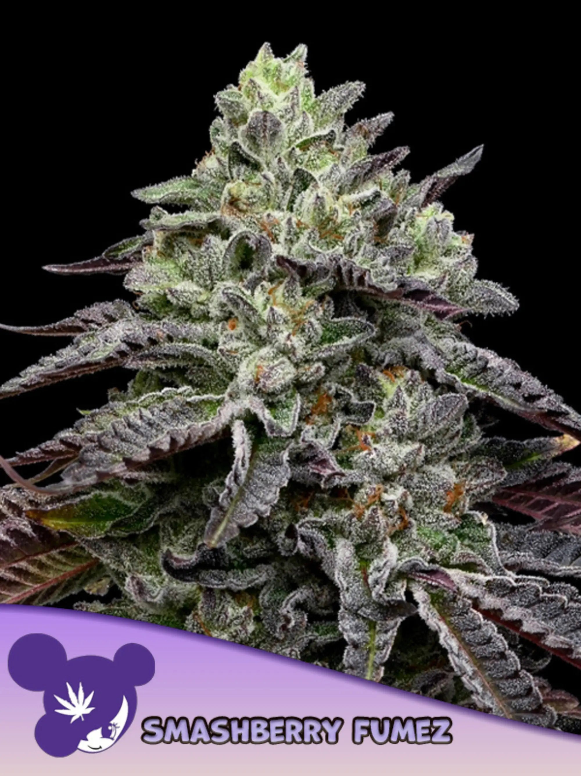 Smashberry Fumez – feminisierte Sammlersamen von Anesia Seeds mit indicadominanter Hybridgenetik.