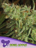 Sour Apple feminisierte Cannabissamen von Anesia Seeds zur Sammlung genetischer Vielfalt.