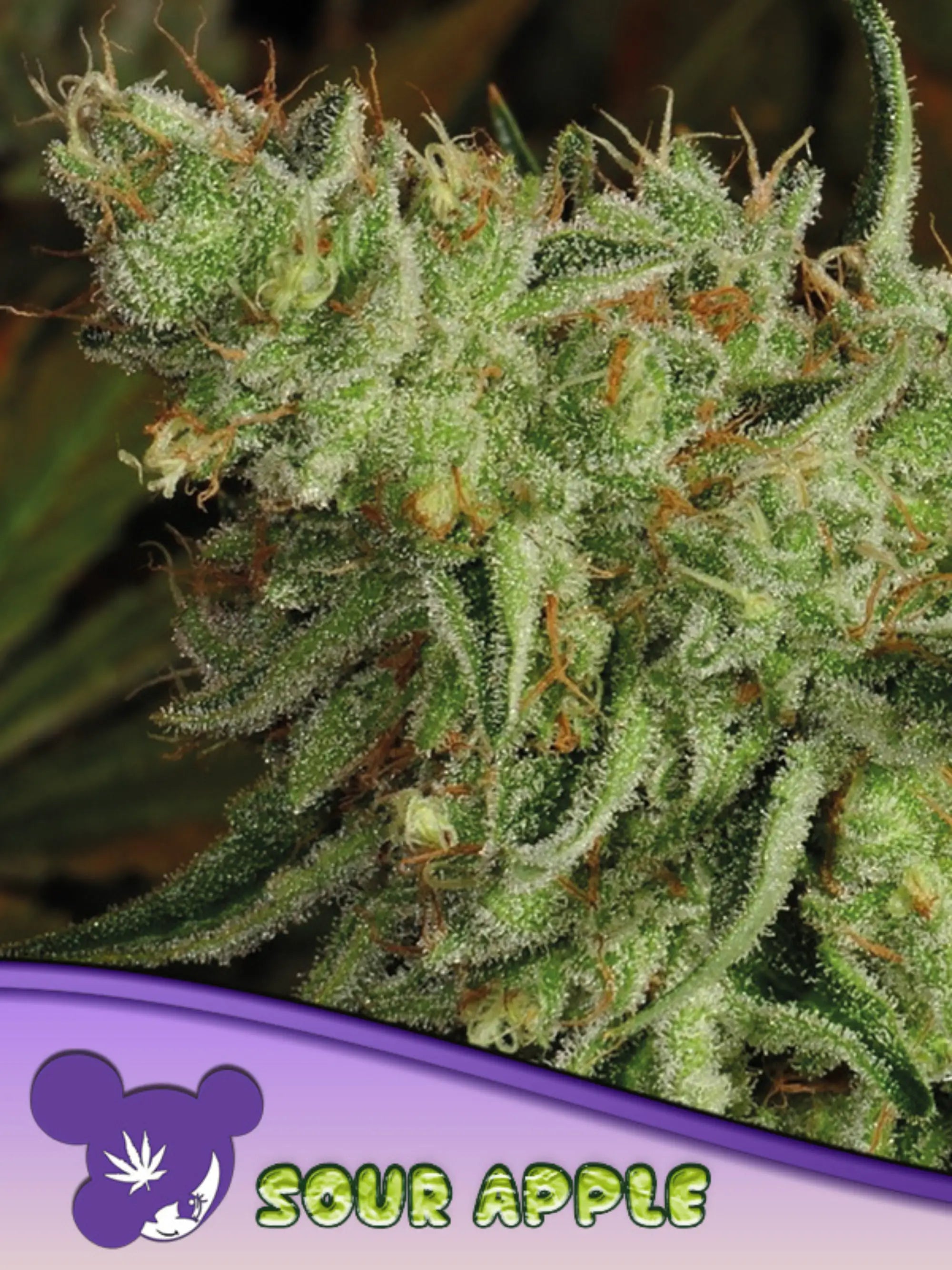 Sour Apple feminisierte Cannabissamen von Anesia Seeds zur Sammlung genetischer Vielfalt.