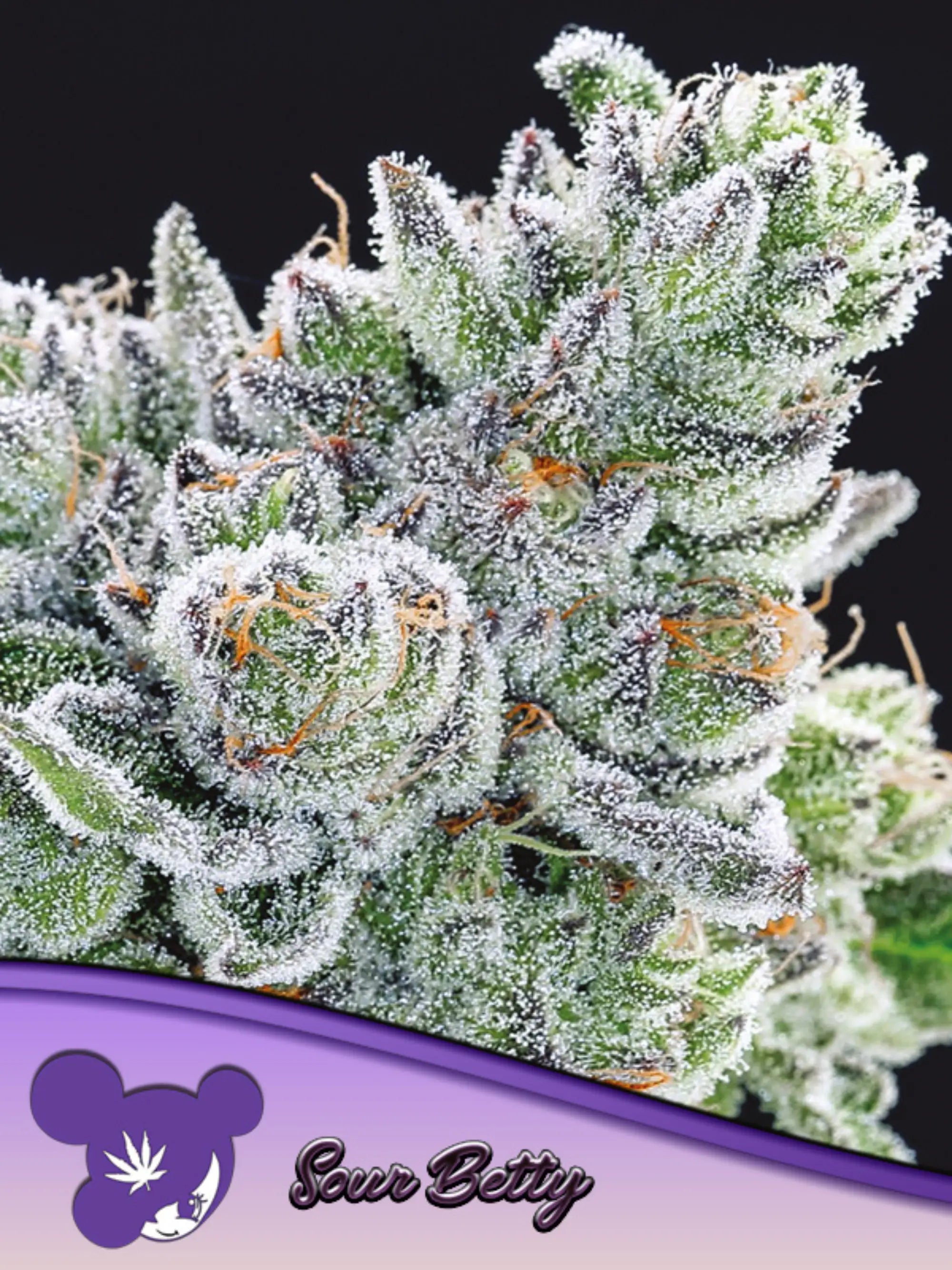 Sour Betty feminisierte Cannabissamen von Anesia Seeds zur Sammlung genetischer Vielfalt.