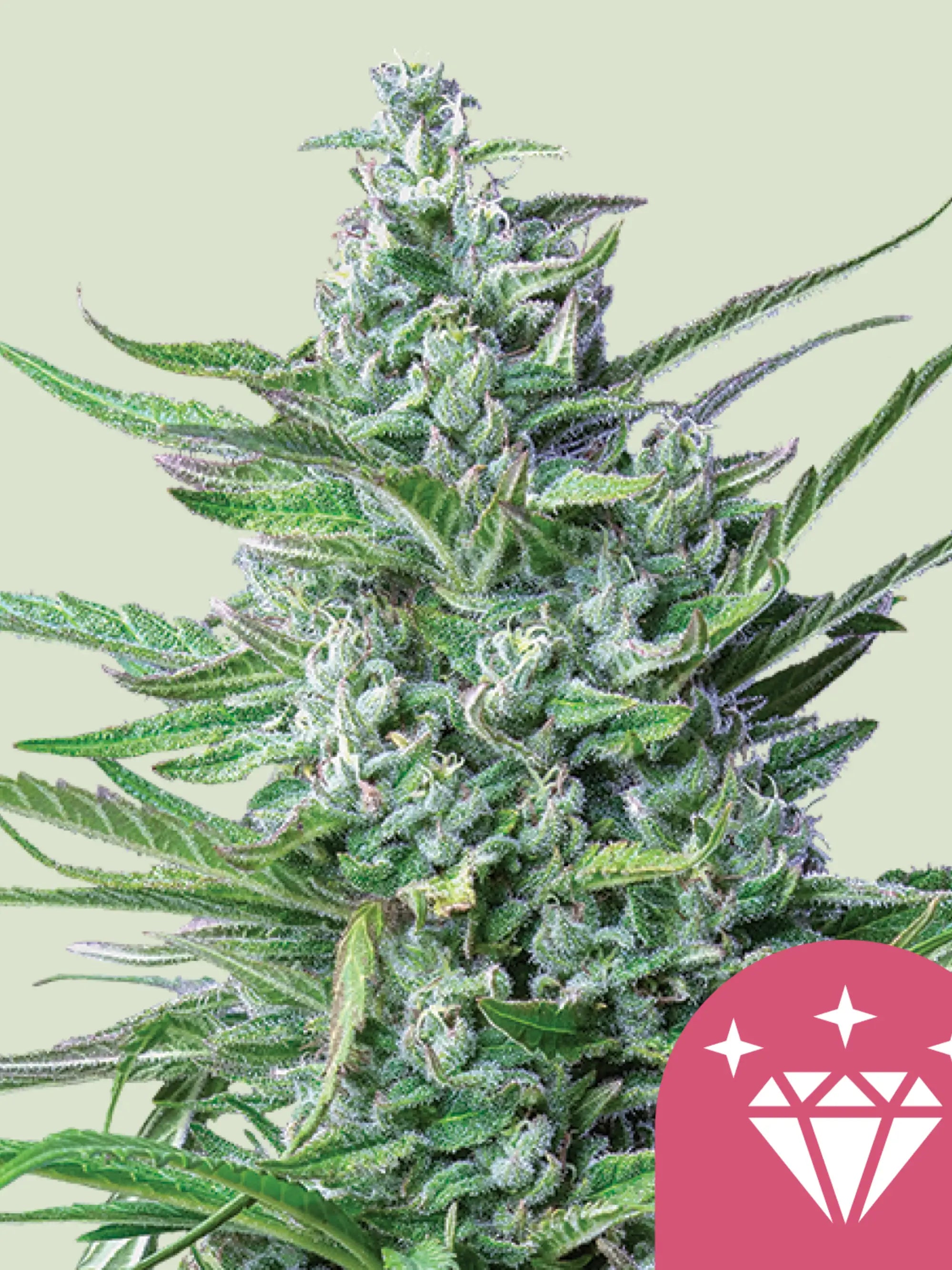 Special Kush #1 Cannabissamen von Royal Queen Seeds, indica-dominierte Afghan x Kush Sorte mit entspannendem, körperbetontem High