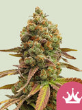 Special Queen #1 – klassischer Skunk-Hybrid mit robuster Genetik, gleichmäßigem Wuchs und traditionellem Old-School-Charakter