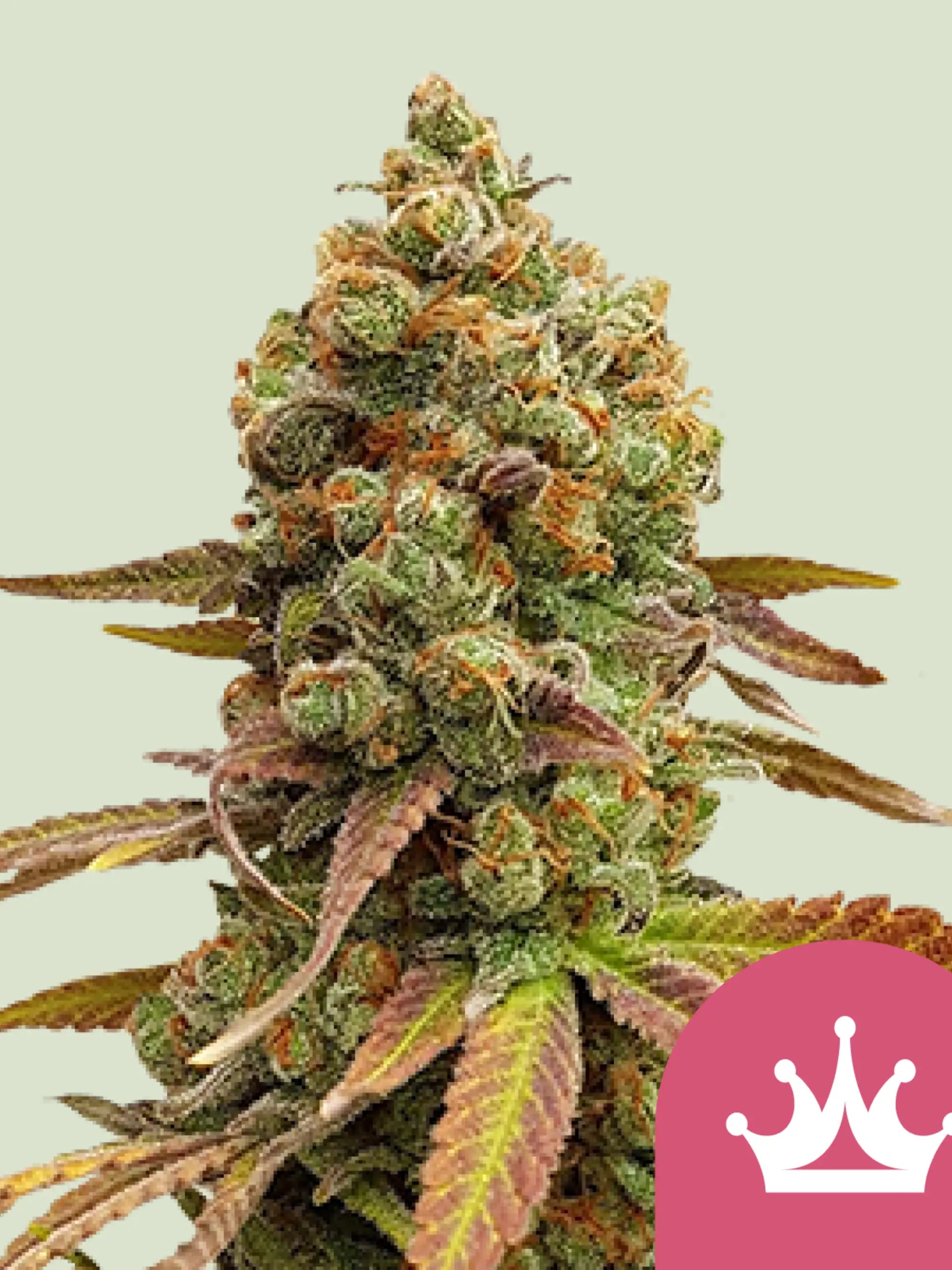 Special Queen #1 – klassischer Skunk-Hybrid mit robuster Genetik, gleichmäßigem Wuchs und traditionellem Old-School-Charakter