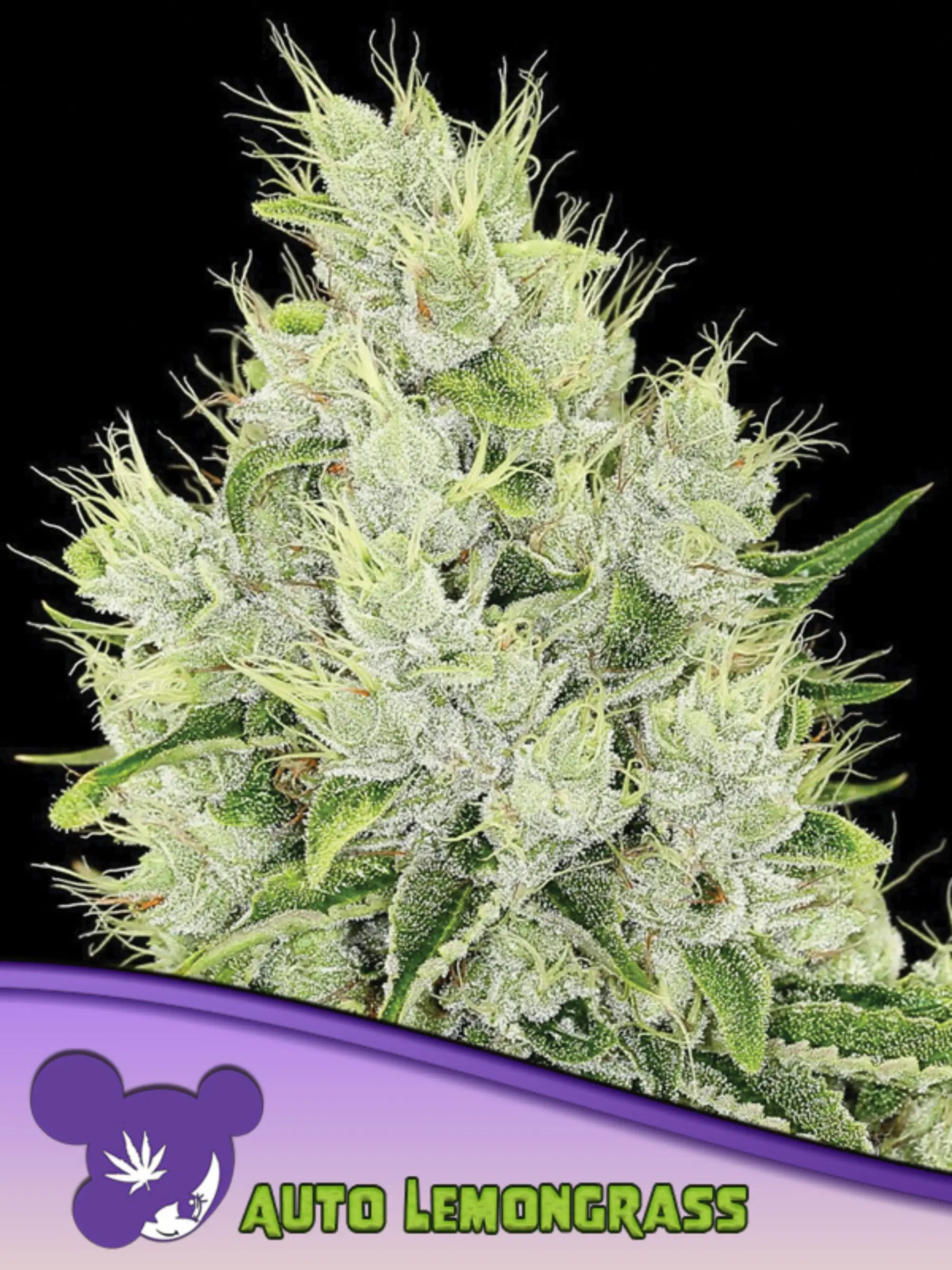 Anesia Seeds Lemongrass Auto