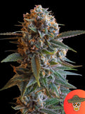 Royal Queen Seeds Mexican Rush