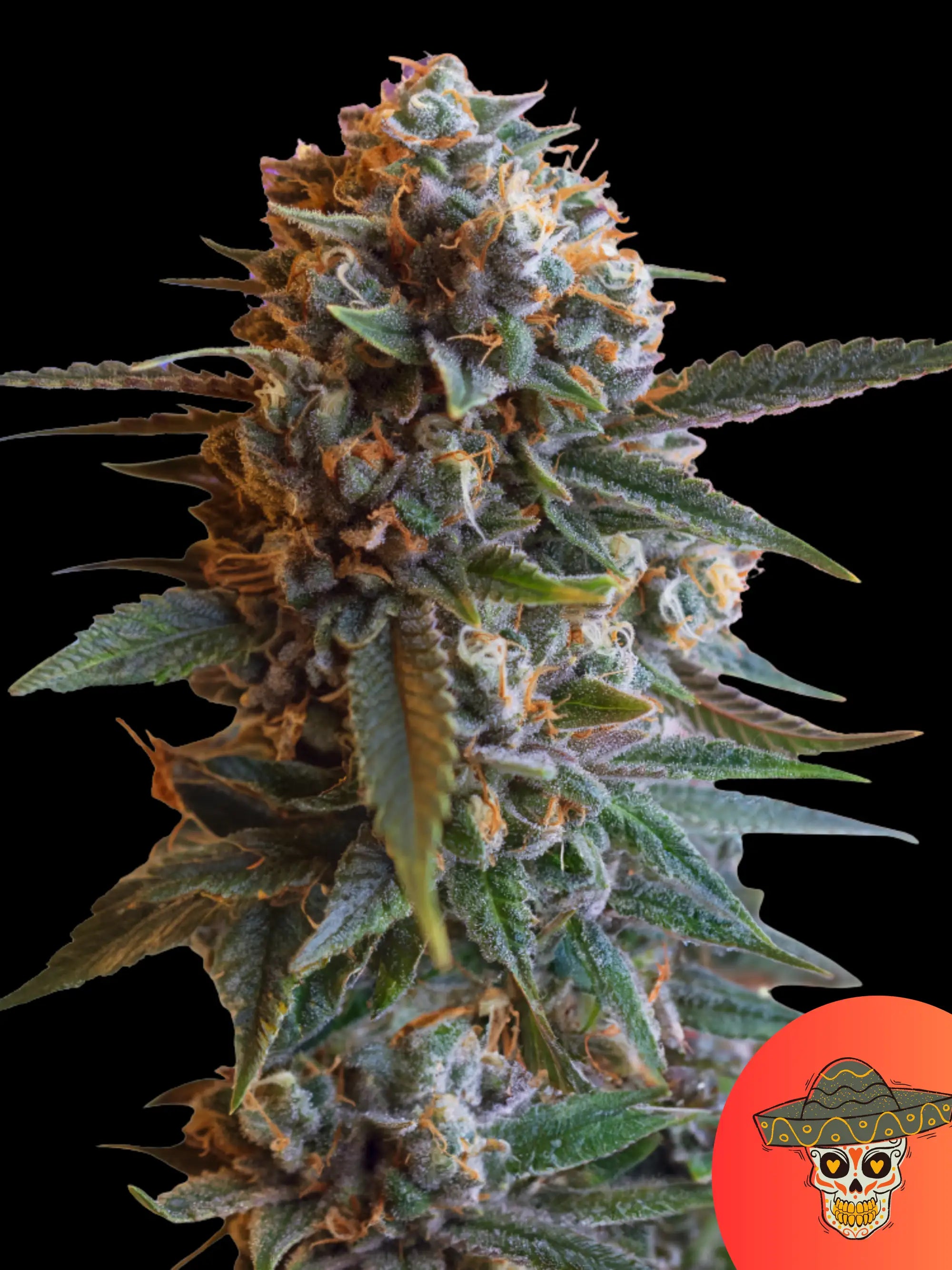 Royal Queen Seeds Mexican Rush