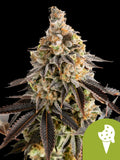 Royal Queen Seeds Cookies Gelato Auto