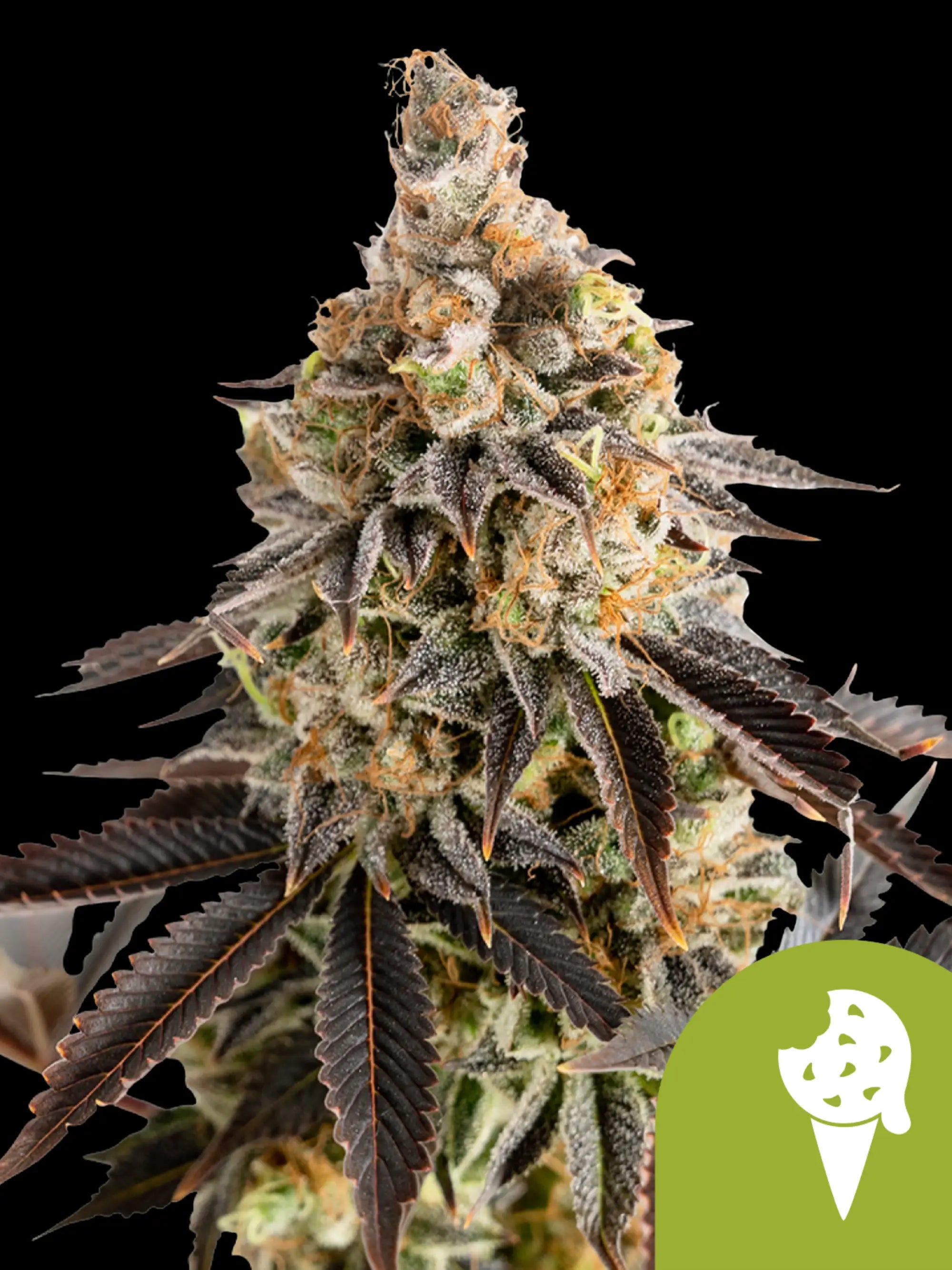 Royal Queen Seeds Cookies Gelato Auto