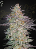 Green House Seed Co. Super Lemon Haze x GMO