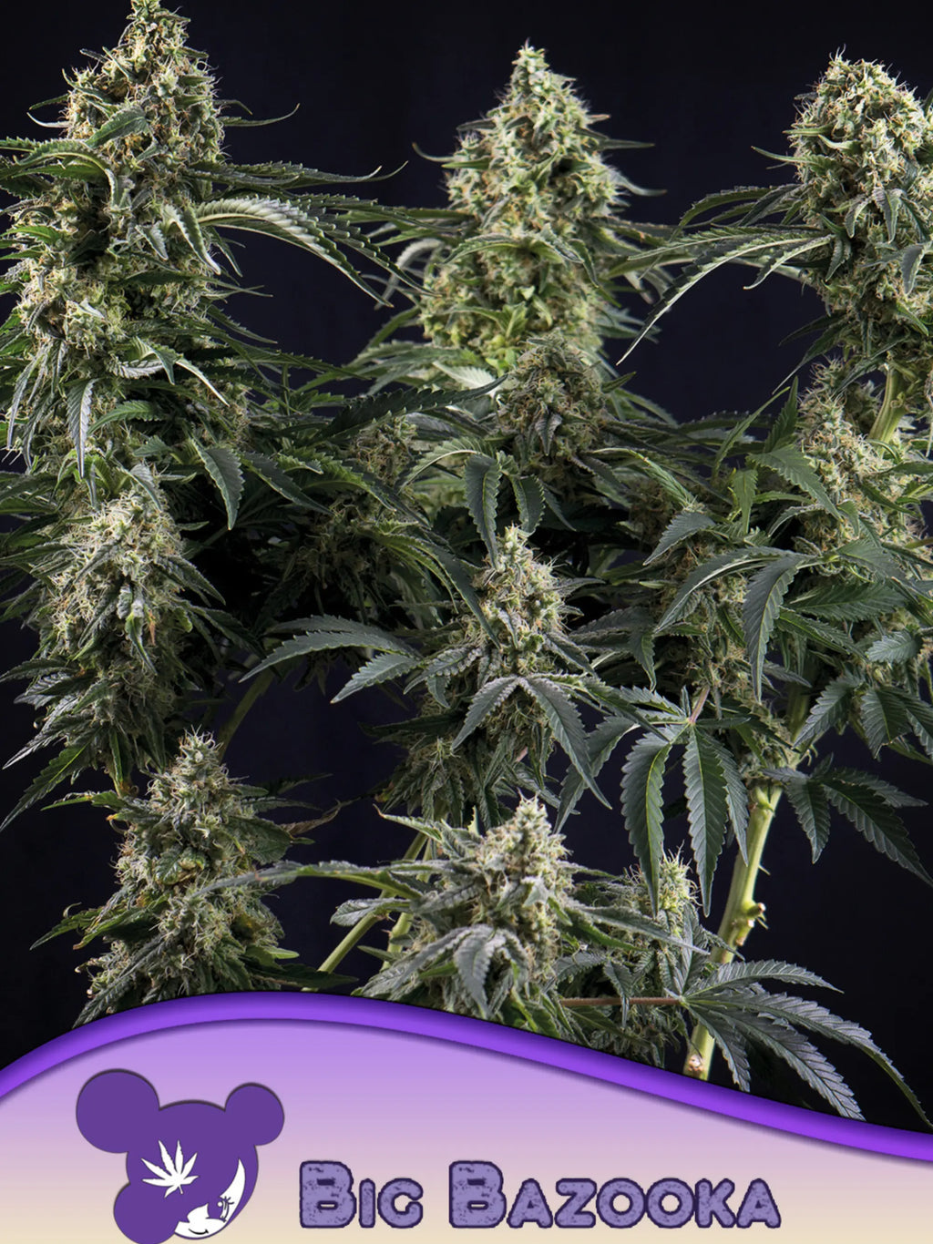 Anesia Seeds Big Bazooka