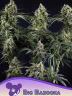 Anesia Seeds Big Bazooka