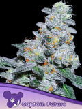 Anesia Seeds Captain Future
