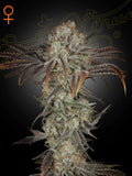 Green House Seed Co. Moneymaker