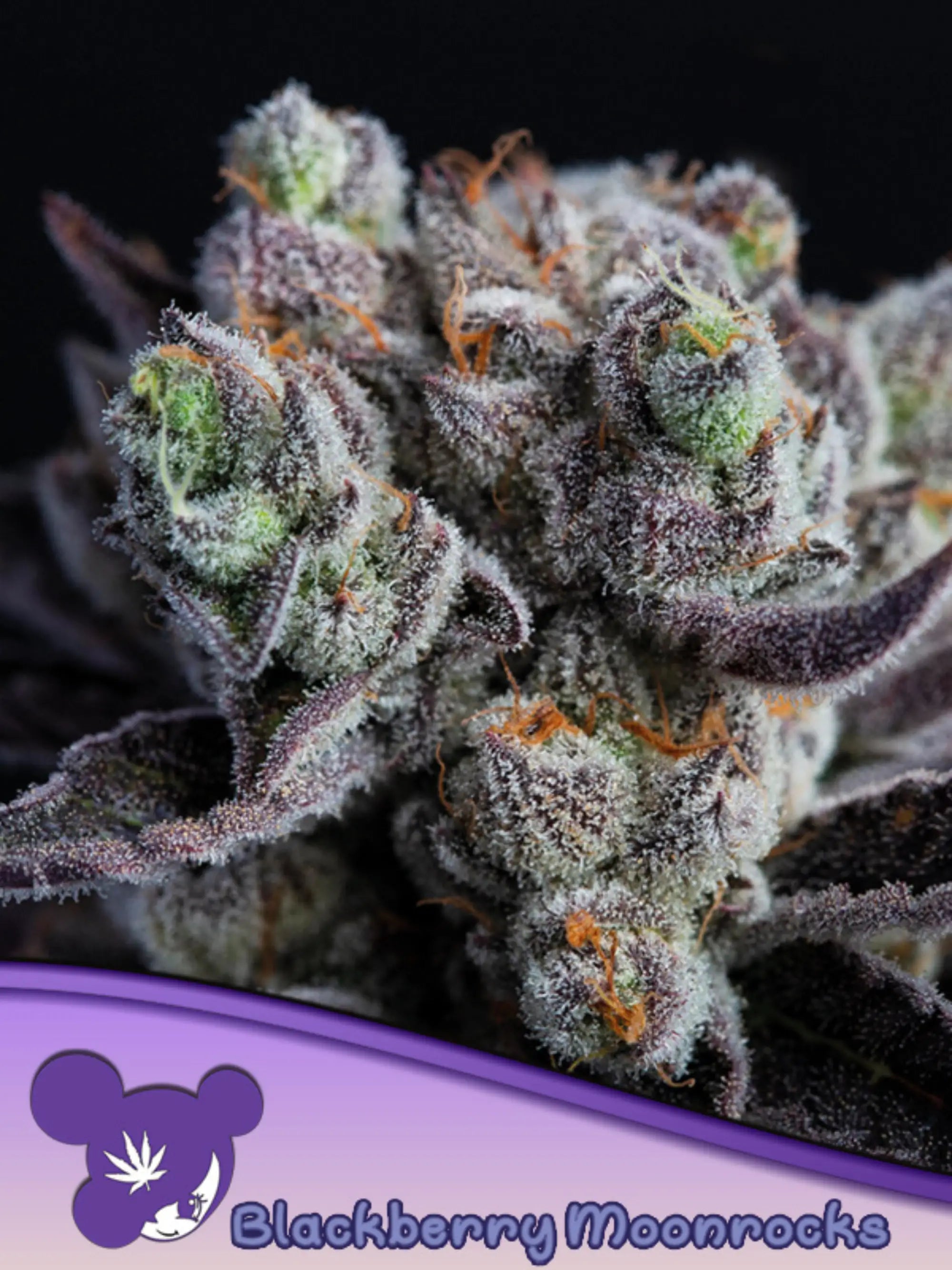 Anesia Seeds Auto Blackberry Moonrocks®