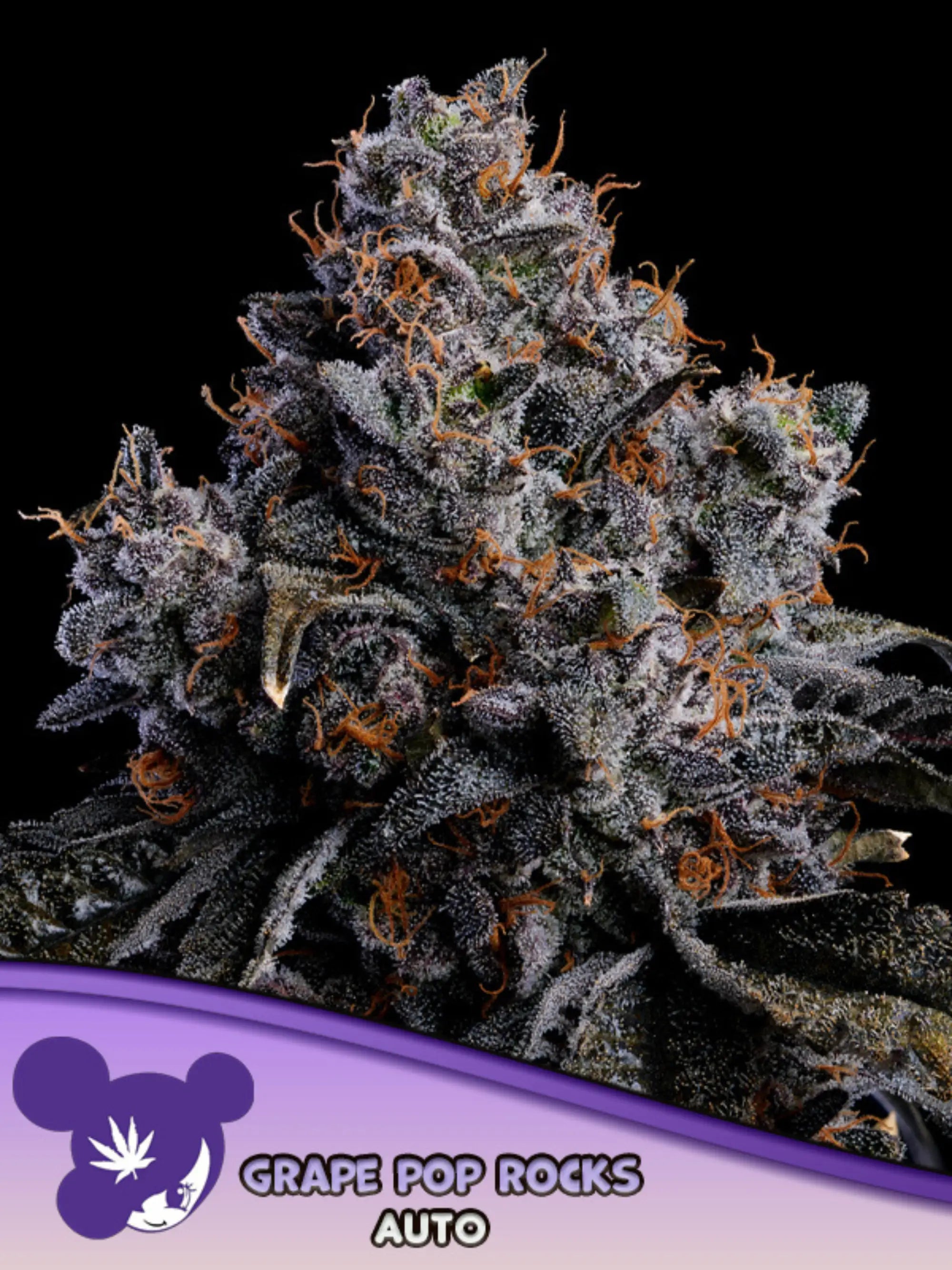 Anesia Seeds Grape Pop Rocks Auto