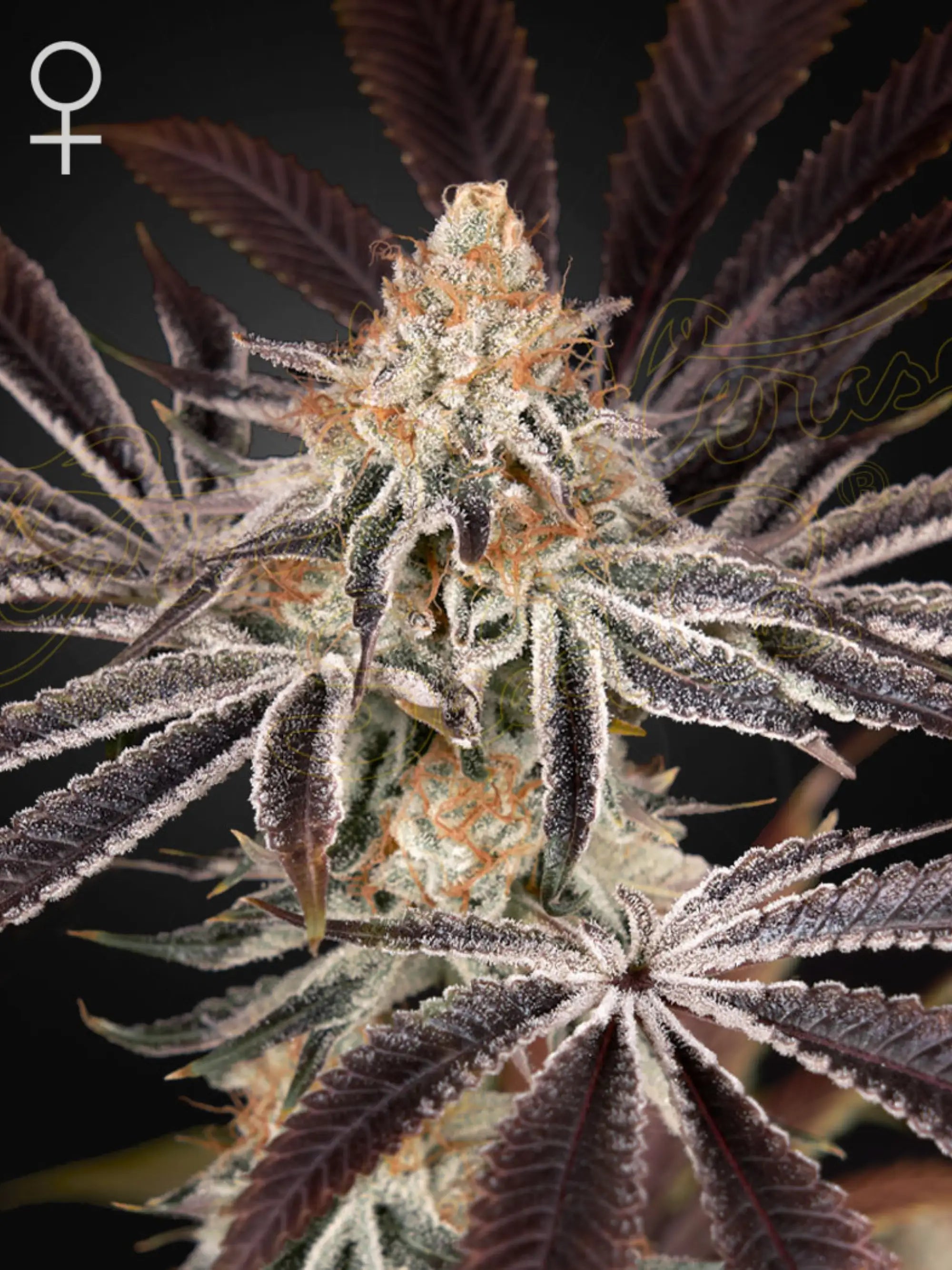 Green House Seed Co. Dark Phoenix