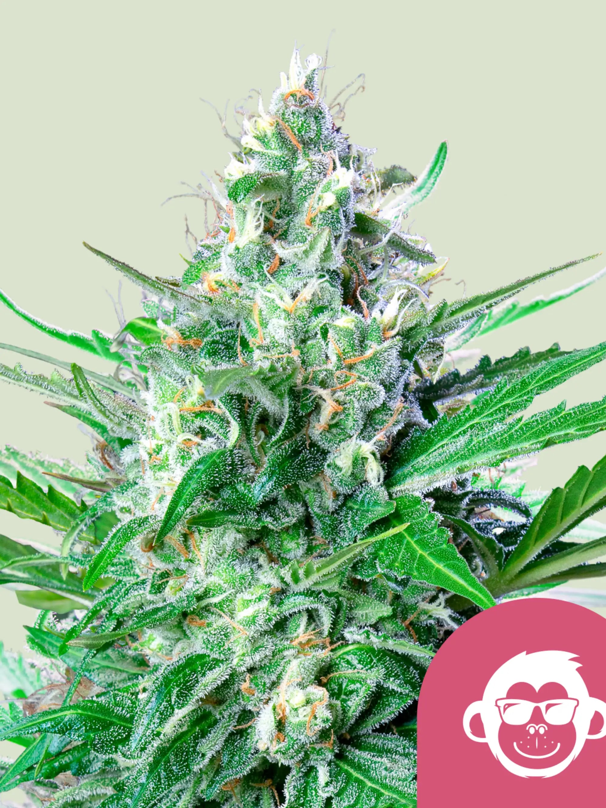 Royal Queen Seeds Grape Ape
