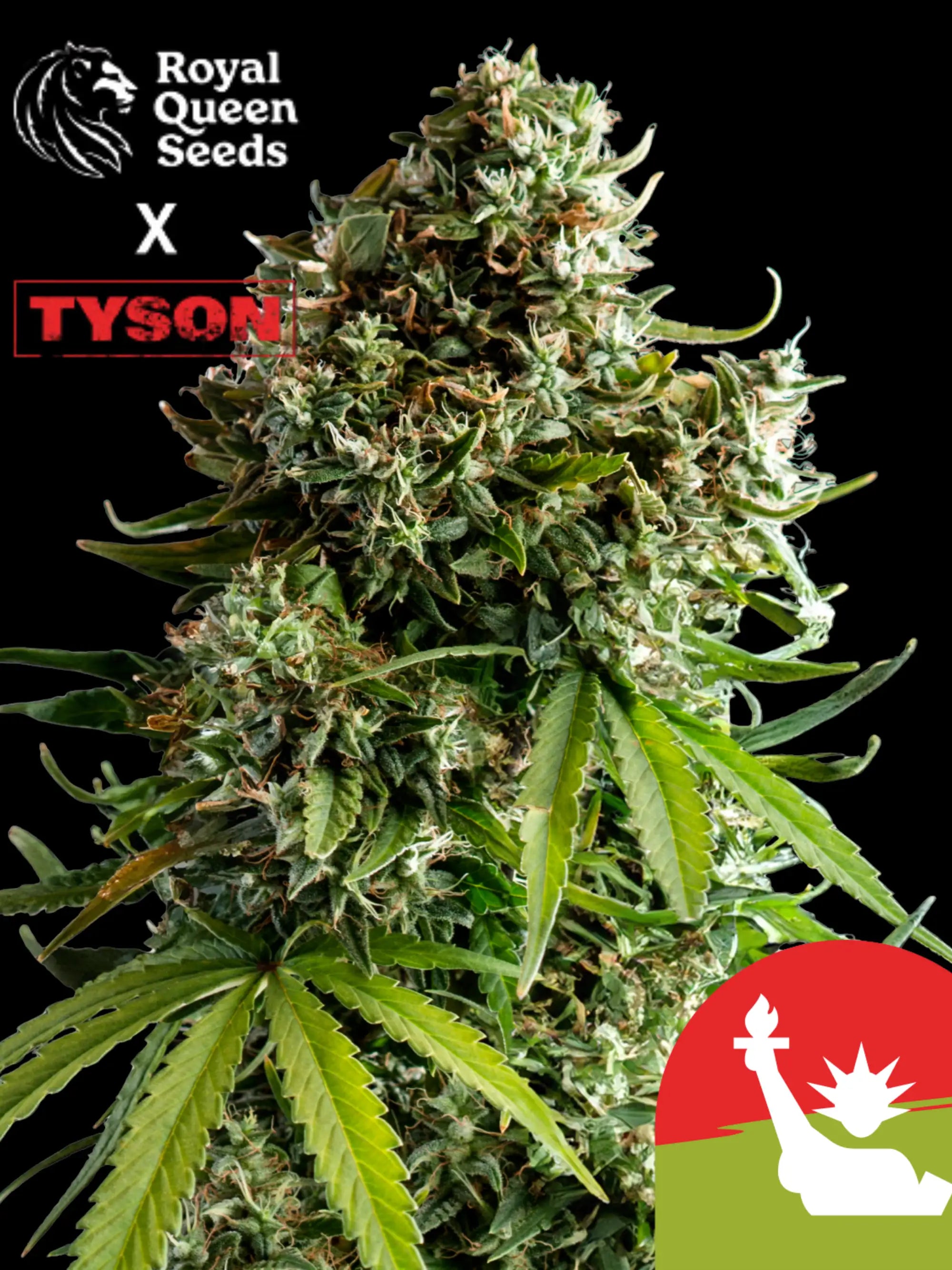 Royal Queen Seeds x Tyson 2.0 NYC Sour D Auto