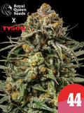 Royal Queen Seeds x Tyson 2.0 Gelato 44