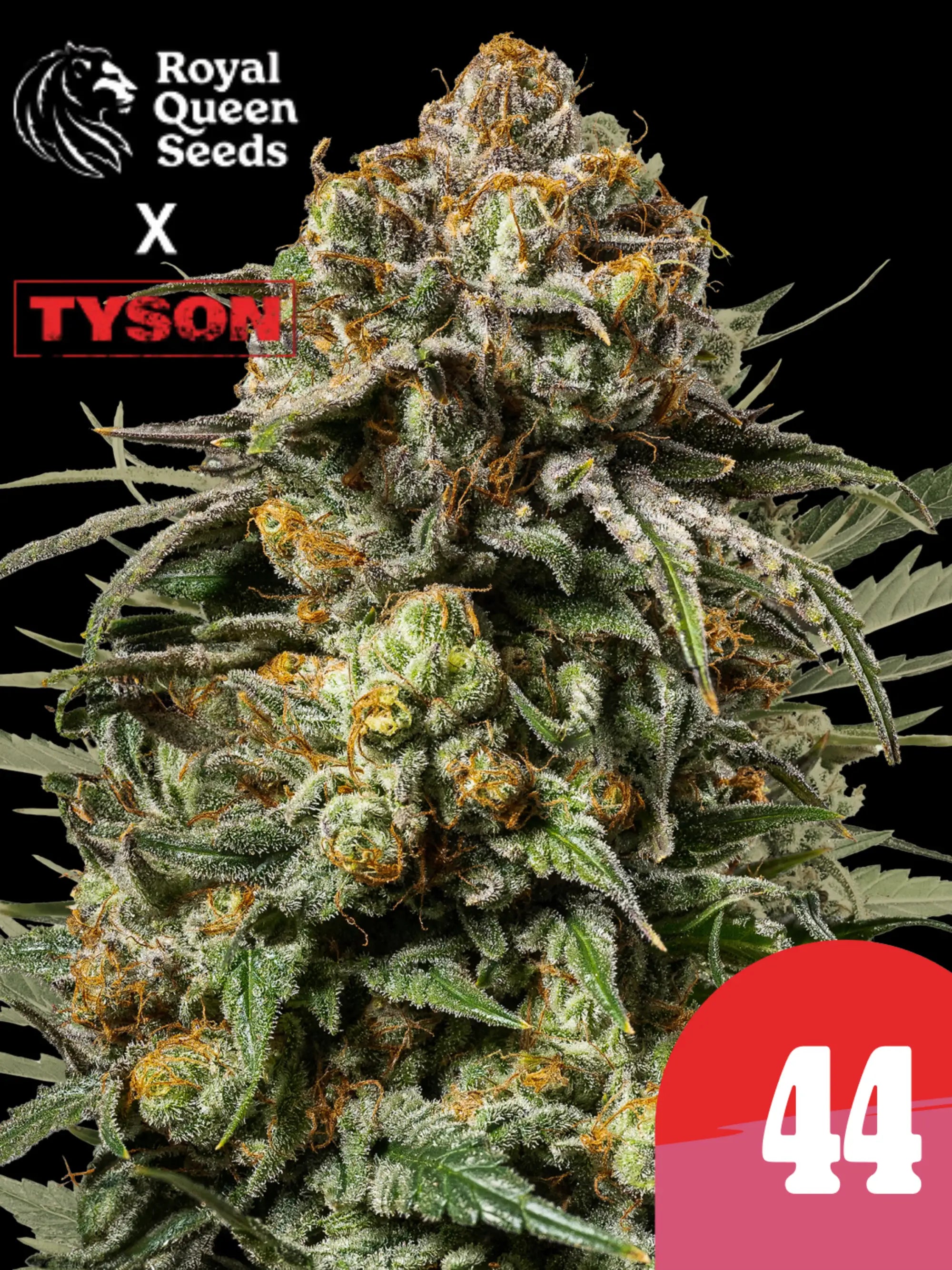 Royal Queen Seeds x Tyson 2.0 Gelato 44