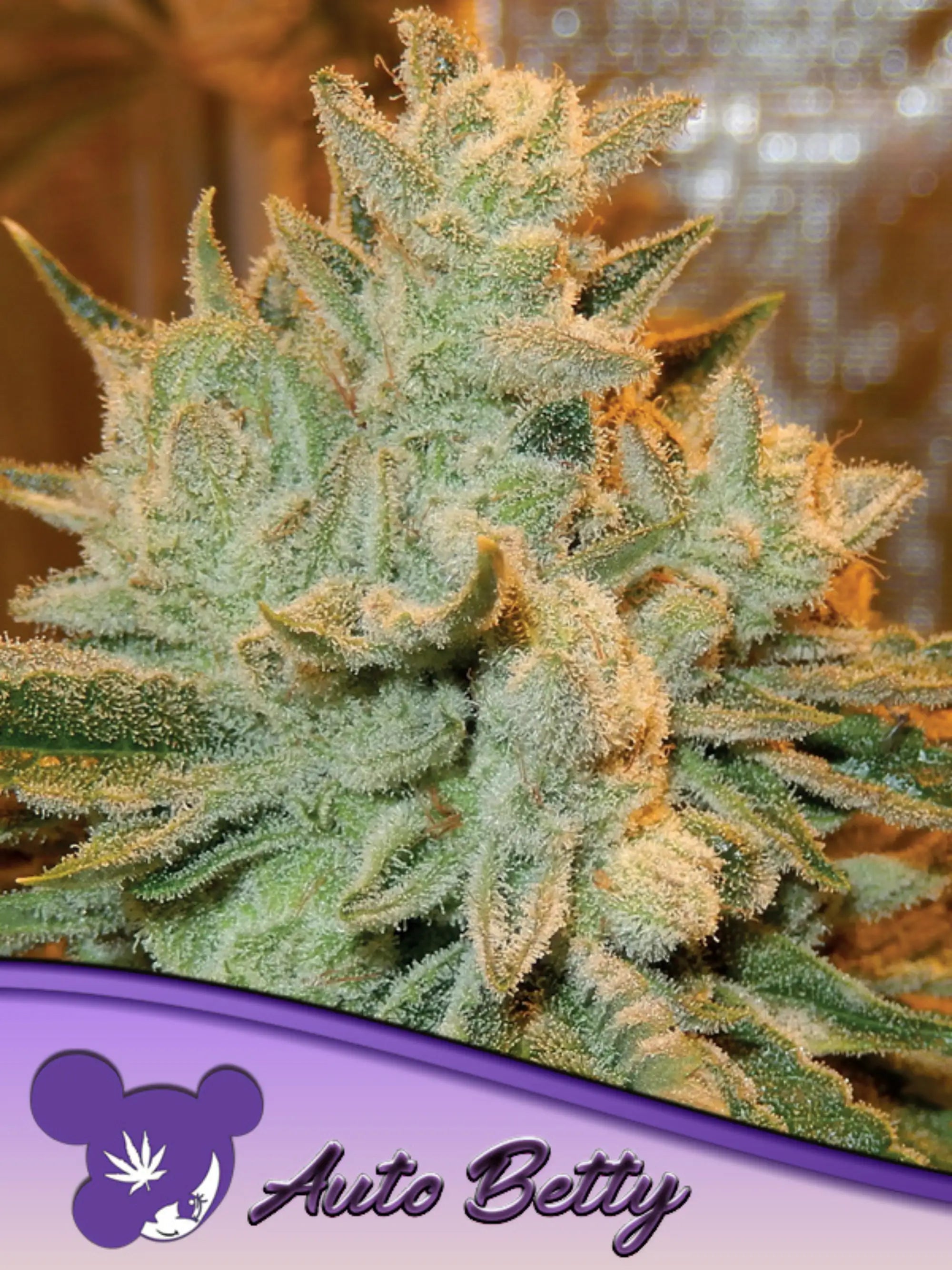 Anesia Seeds Auto Betty