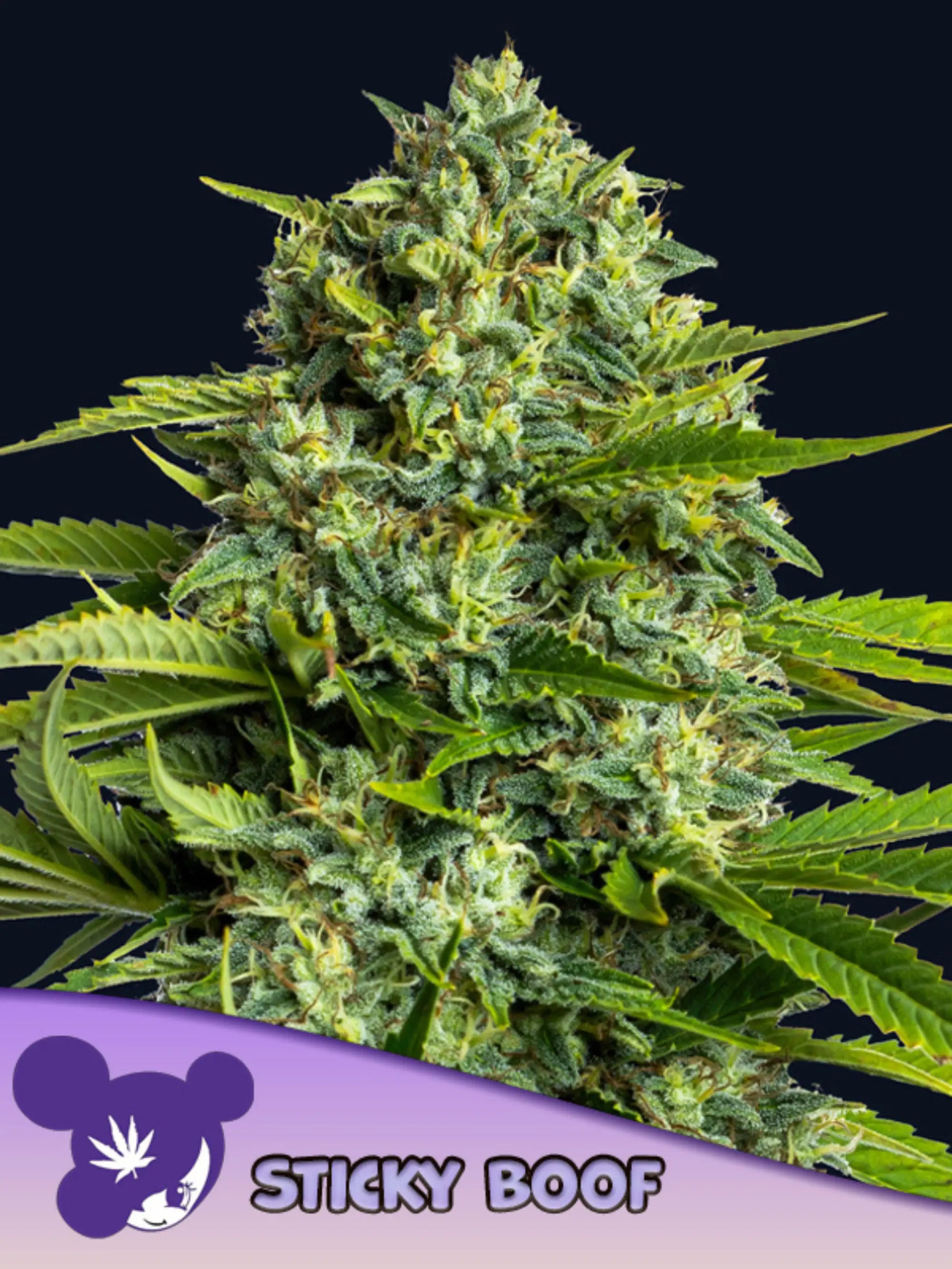 Sticky Boof feminisierte Cannabissamen von Anesia Seeds zur Sammlung genetischer Vielfalt