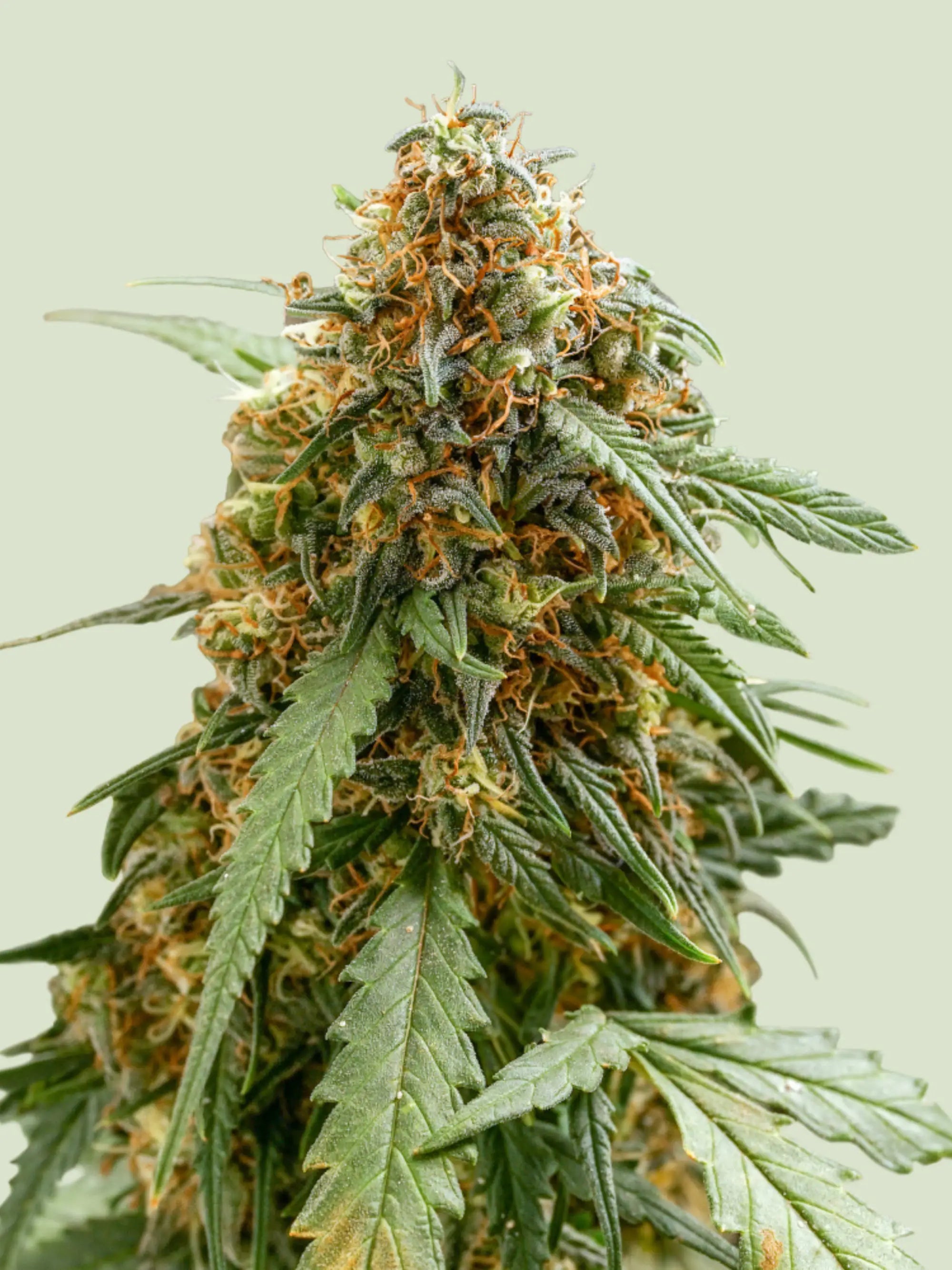 Sticky Queen Auto Cannabissamen von Royal Queen Seeds, indica-dominierte Autoflower mit OG Kush und Kosher Kush Genetik