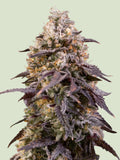 Sticky Queen feminisierte Cannabissamen von Royal Queen Seeds mit klassischer Kush-Genetik