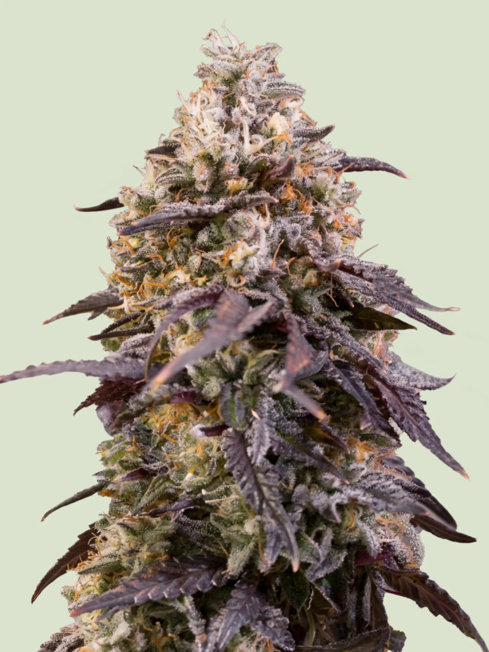 Sticky Queen feminisierte Cannabissamen von Royal Queen Seeds mit klassischer Kush-Genetik