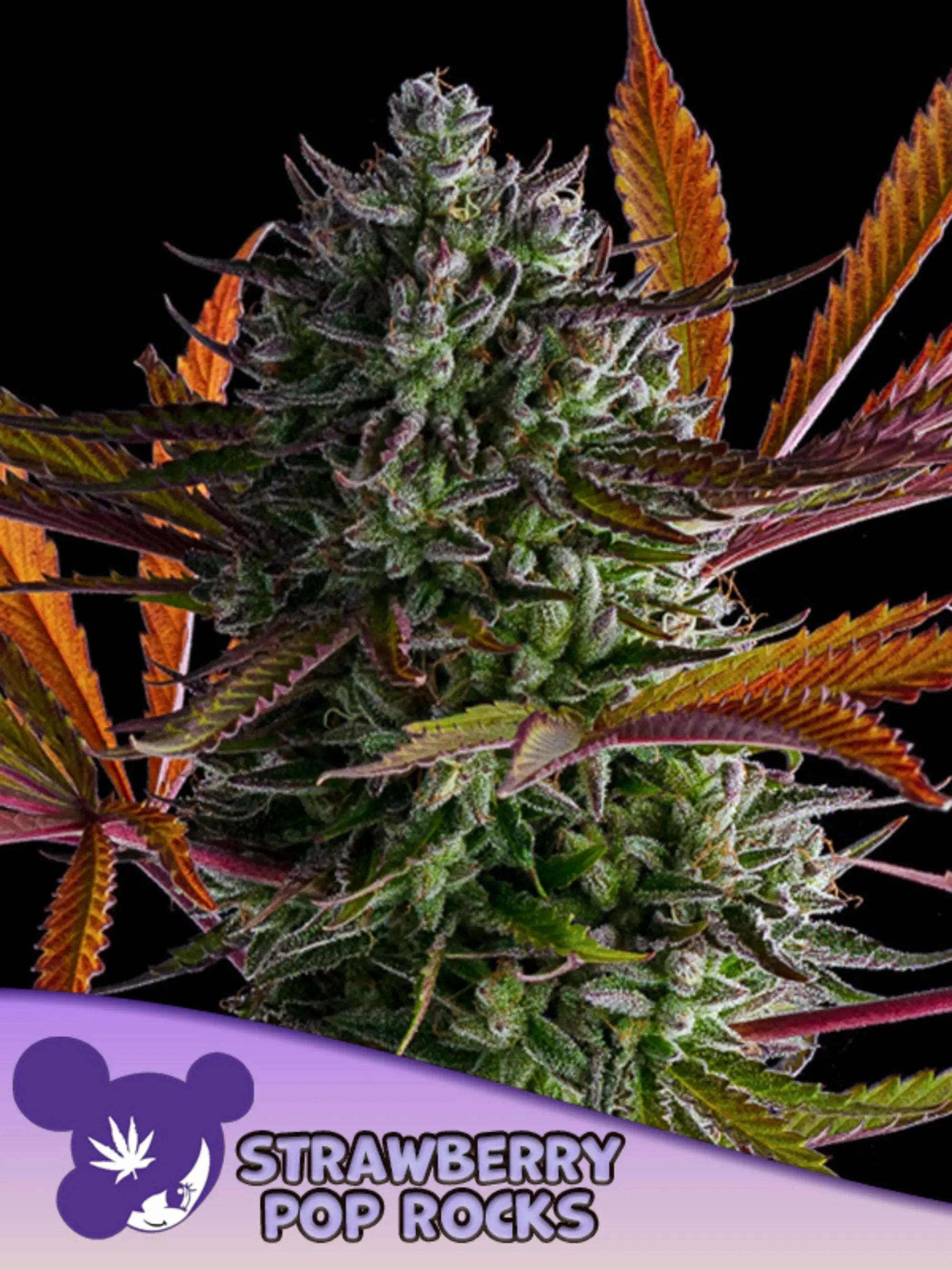 Anesia Seeds Strawberry Pop Rocks feminisierte Cannabissamen – Indica-dominanter Hybrid aus Strawberry Cheesecake × Orange Creampop, fruchtig-süß mit Erdbeer- und Orangenaroma, harzreiche Blüten
