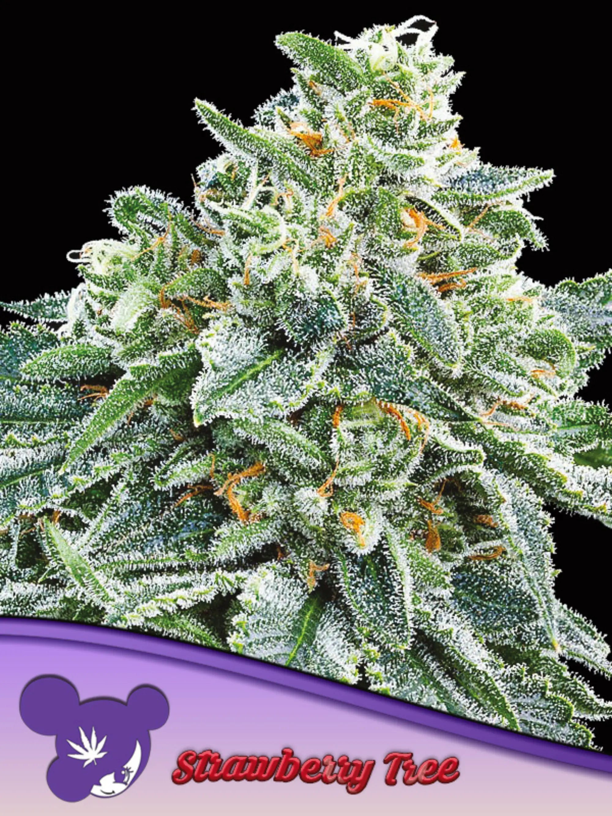 Anesia Seeds Strawberry Tree feminisierte Cannabissamen – Hybrid aus Wedding Cake und Dosi-Orange #9, aromatische Sativa-Sorte mit intensivem Erdbeerduft und robustem Wuchs
