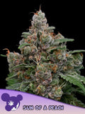 Sun of a Peach von Anesia Seeds – feminisierte Hybrid-Sorte (Gorilla Piss × Permanent Marker)  mit fruchtigem Pfirsich-Zitrus-Aroma und starkem Wuchs.