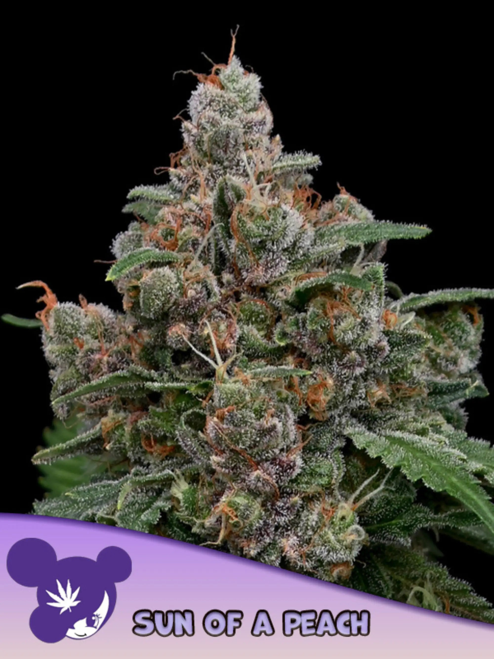 Sun of a Peach von Anesia Seeds – feminisierte Hybrid-Sorte (Gorilla Piss × Permanent Marker)  mit fruchtigem Pfirsich-Zitrus-Aroma und starkem Wuchs.