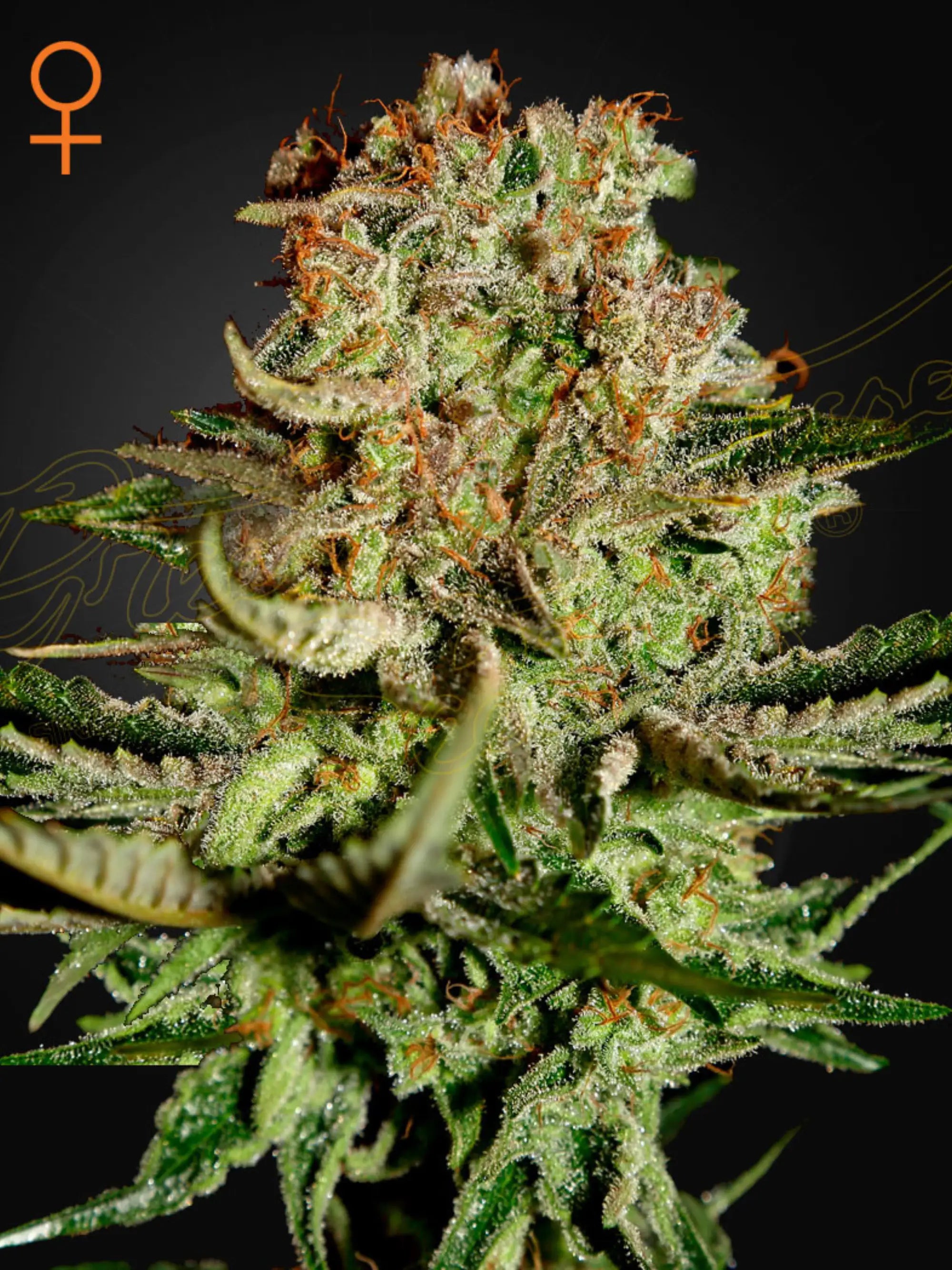 Super Bud Cannabissamen von Green House Seed Co., indica-dominierte Oldschool-Sorte aus Big Bud und Skunk, hohe Erträge