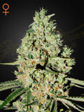 Feminiserte Super Critical Samen von Green House Seed Co