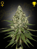 Super Lemon Haze Cannabissamen von Green House Seed Co. Sativa-dominierte Haze-Genetik